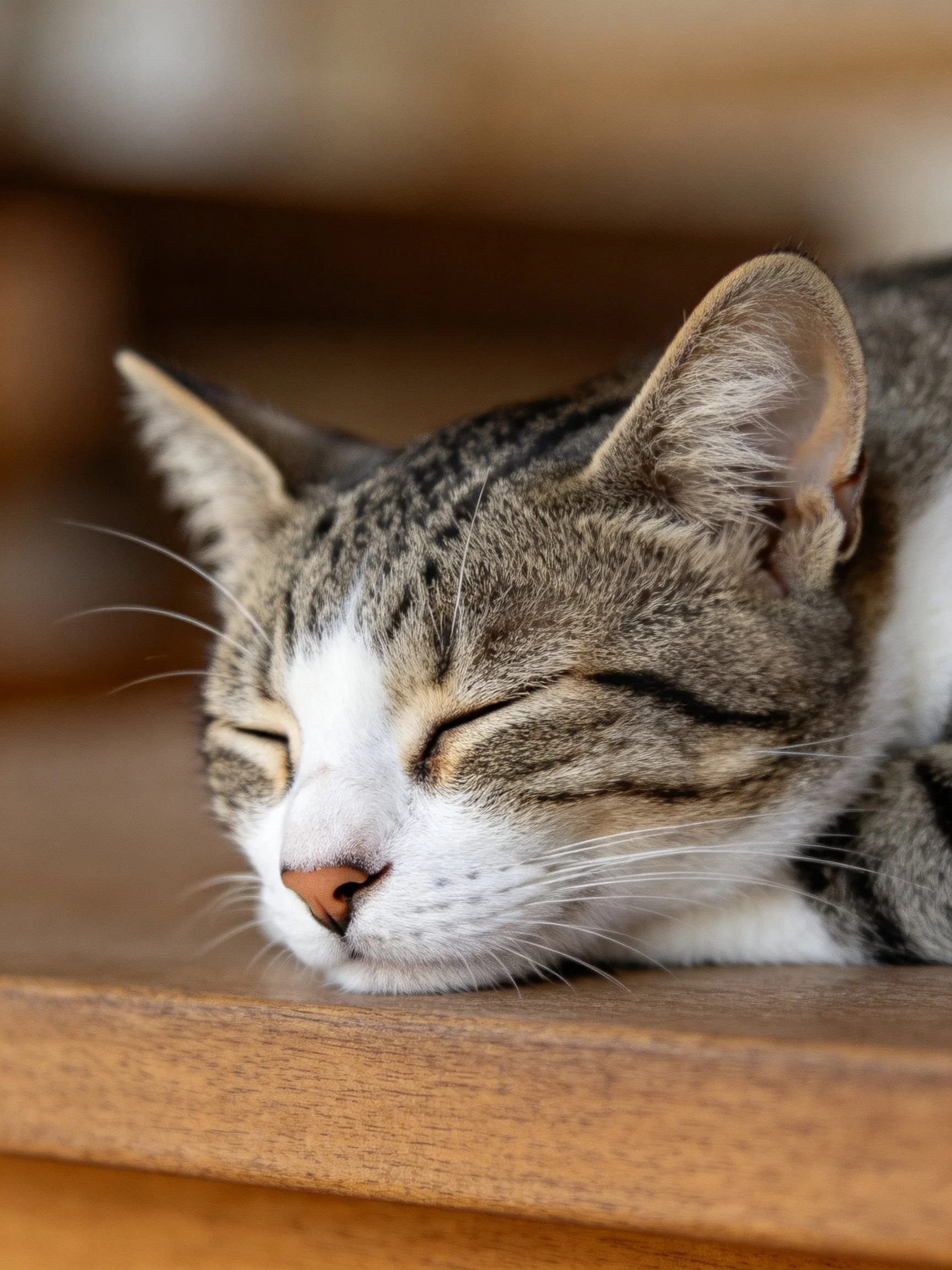 A gray and white tabby cat peacefully sleeps on a wooden surface