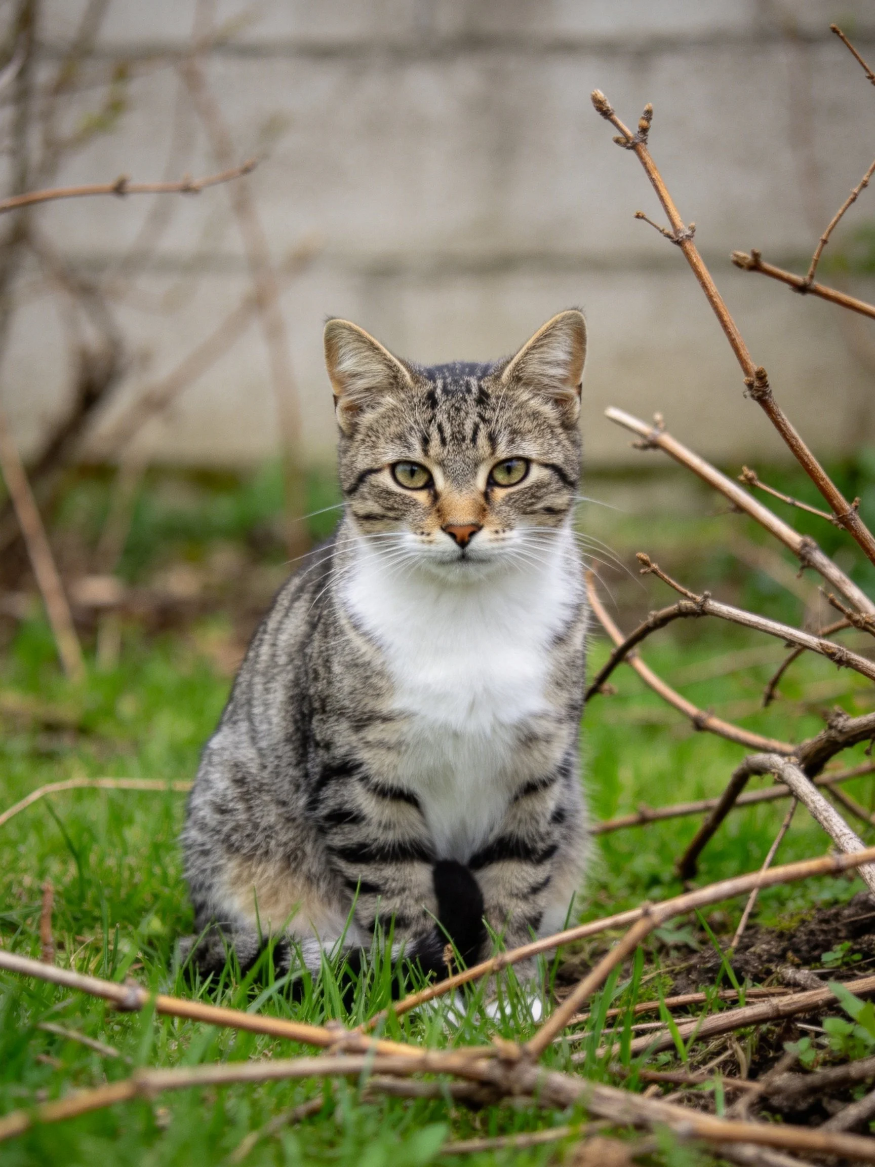 A gray and white tabby cat sits calmly in a grassy area with dry branches