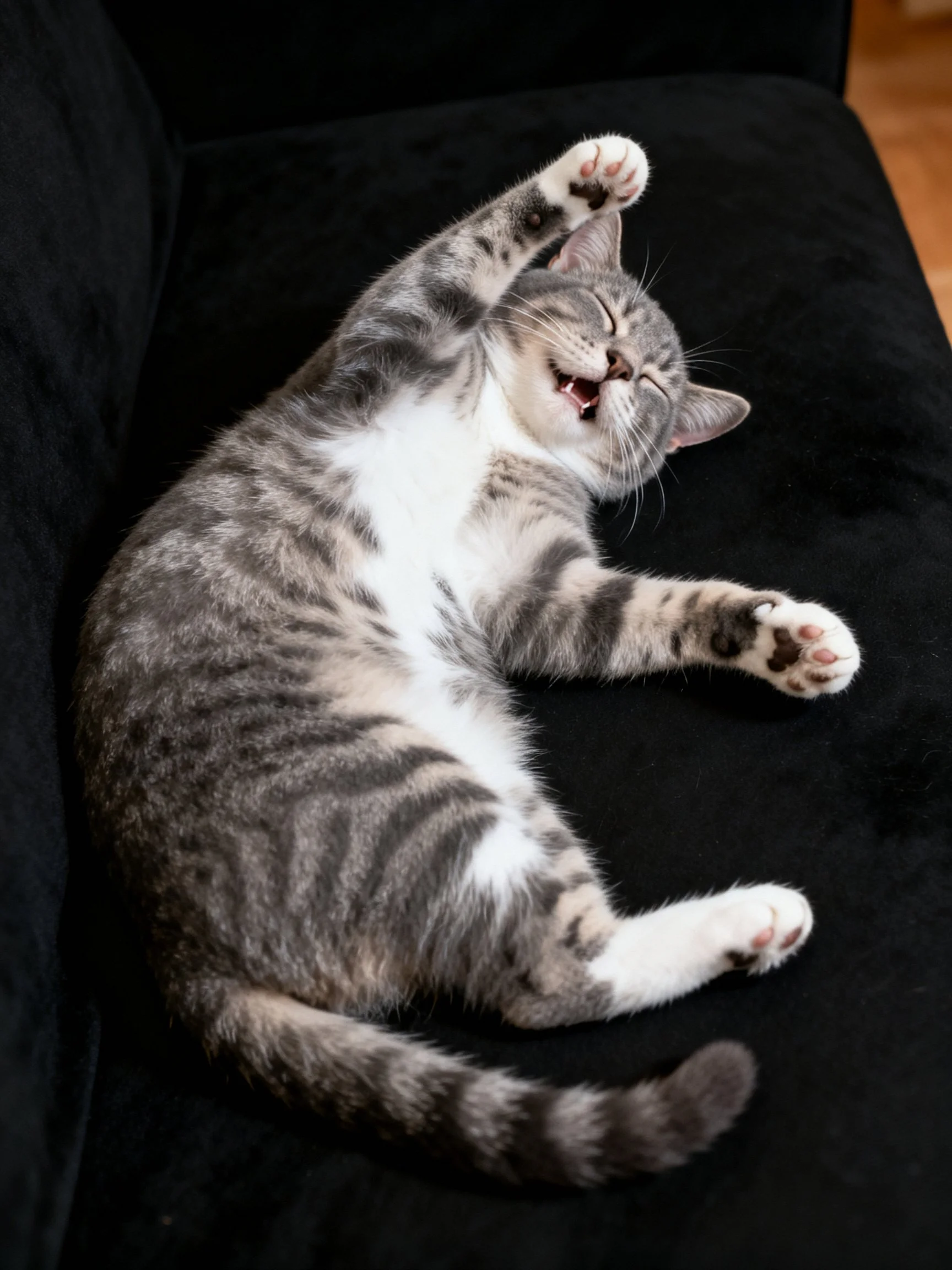 A gray and white tabby cat stretches happily on a black couch