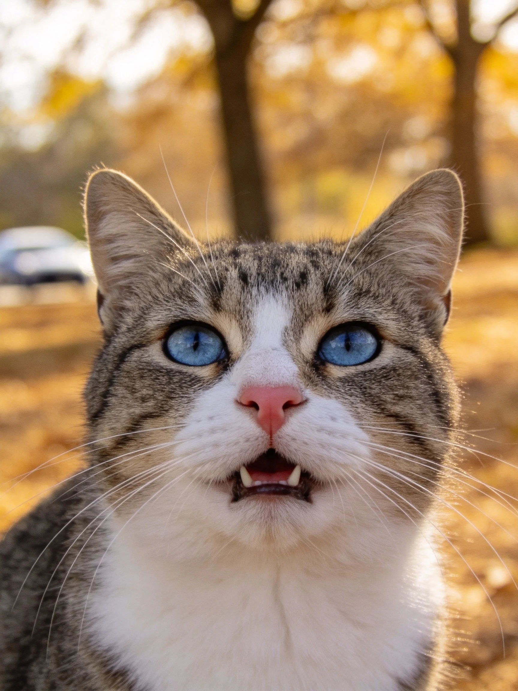 A gray and white tabby cat with blue eyes appears alert in a sunlit outdoor setting.