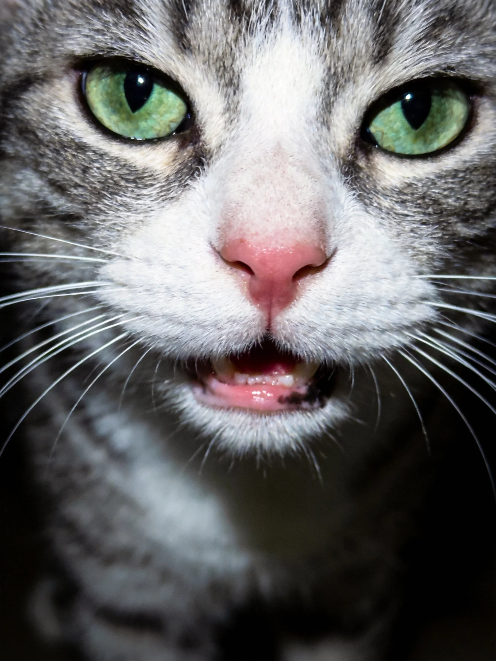 A gray and white tabby cat’s face is shown up close with green eyes and an open mouth.