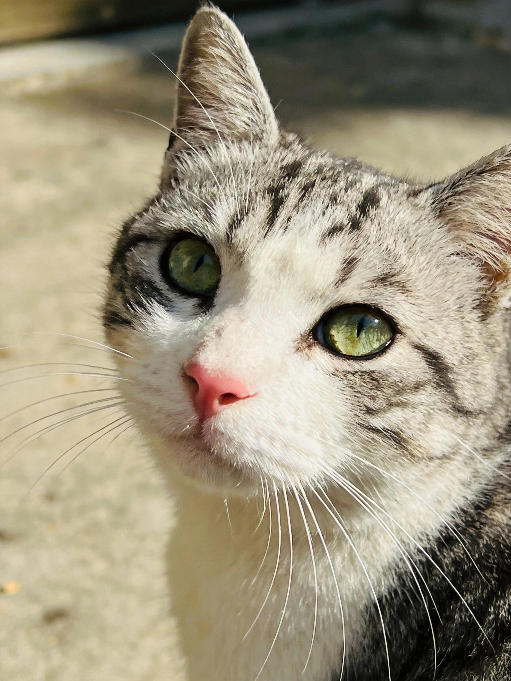 A gray and white tabby cat gazes curiously with bright green eyes