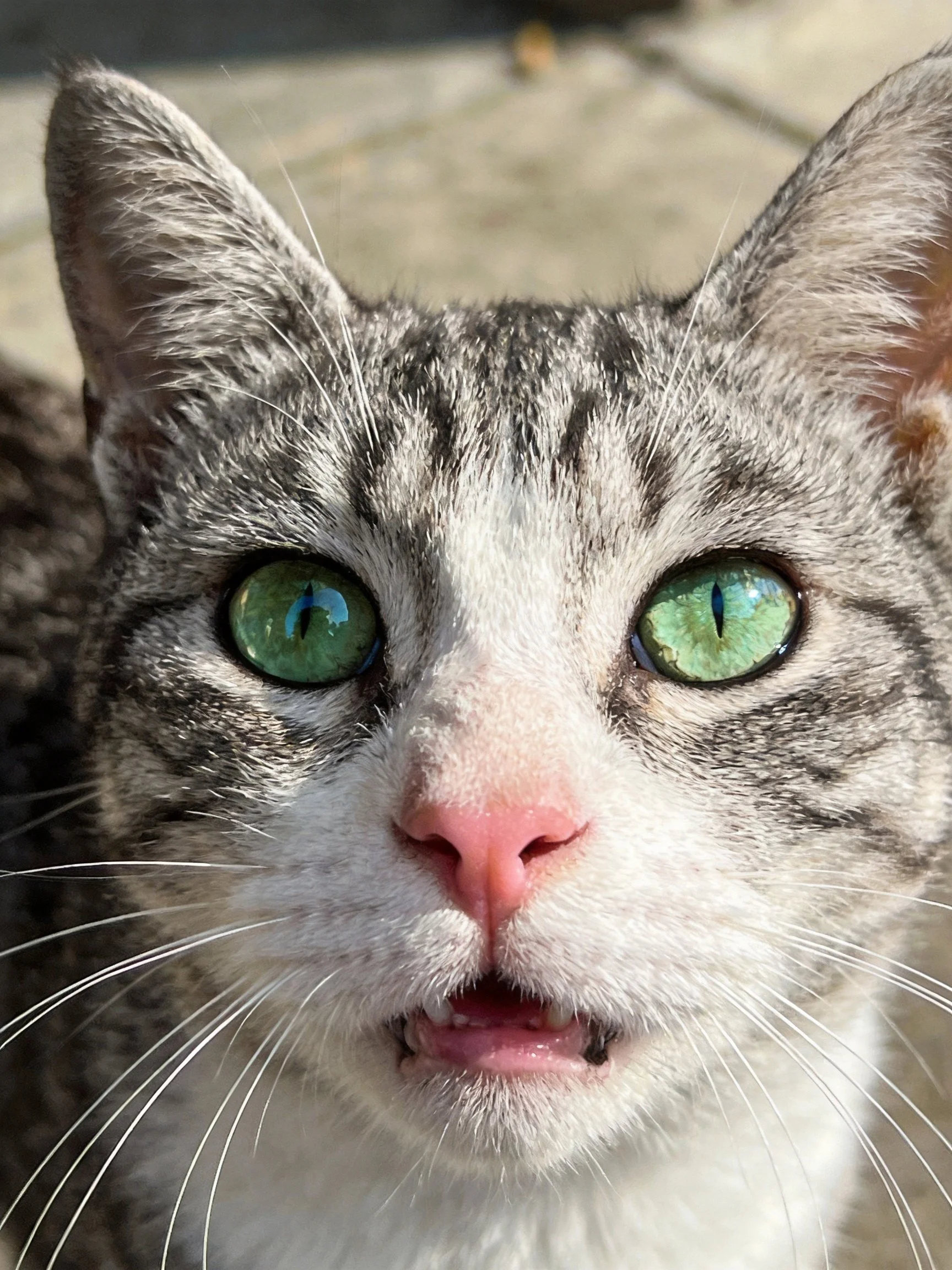 A gray and white tabby cat looks directly at the camera with bright green eyes.