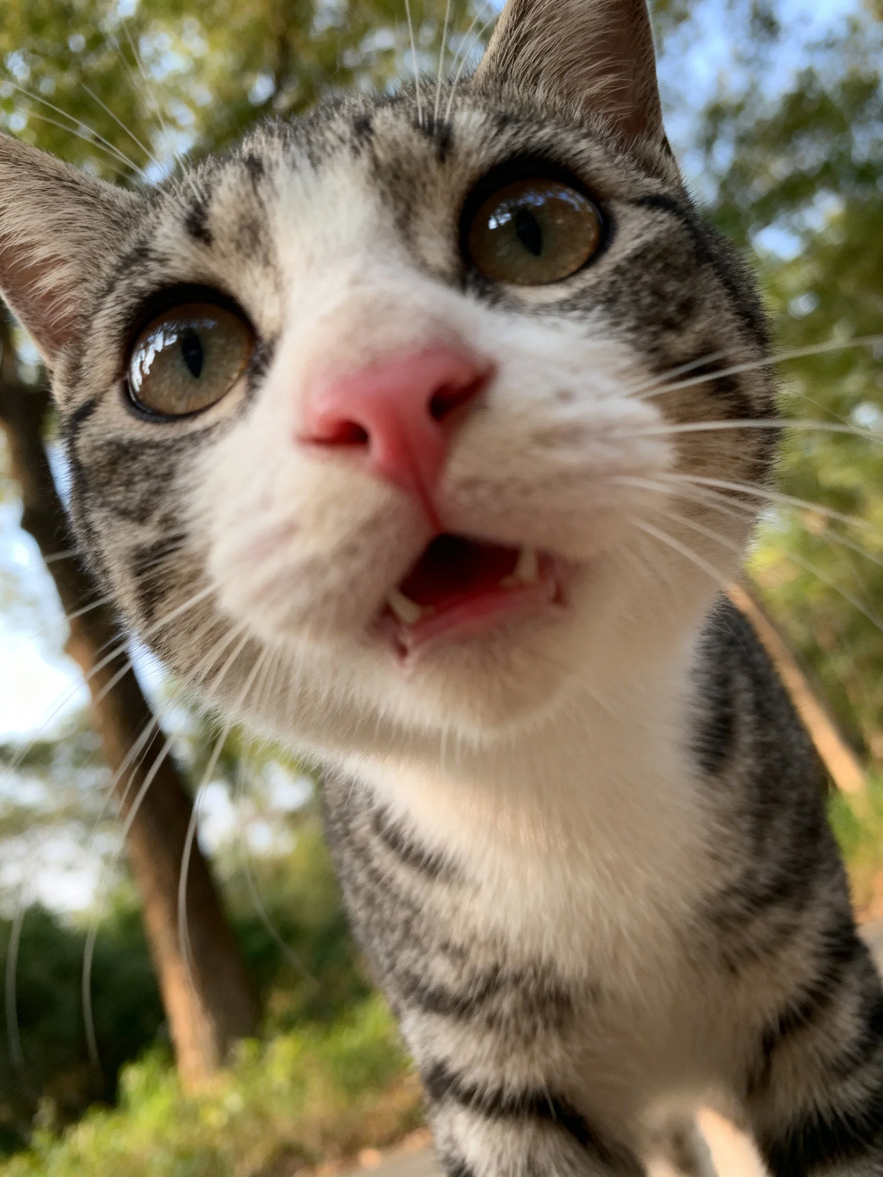 A gray and white tabby cat looks curiously at the camera outdoors.