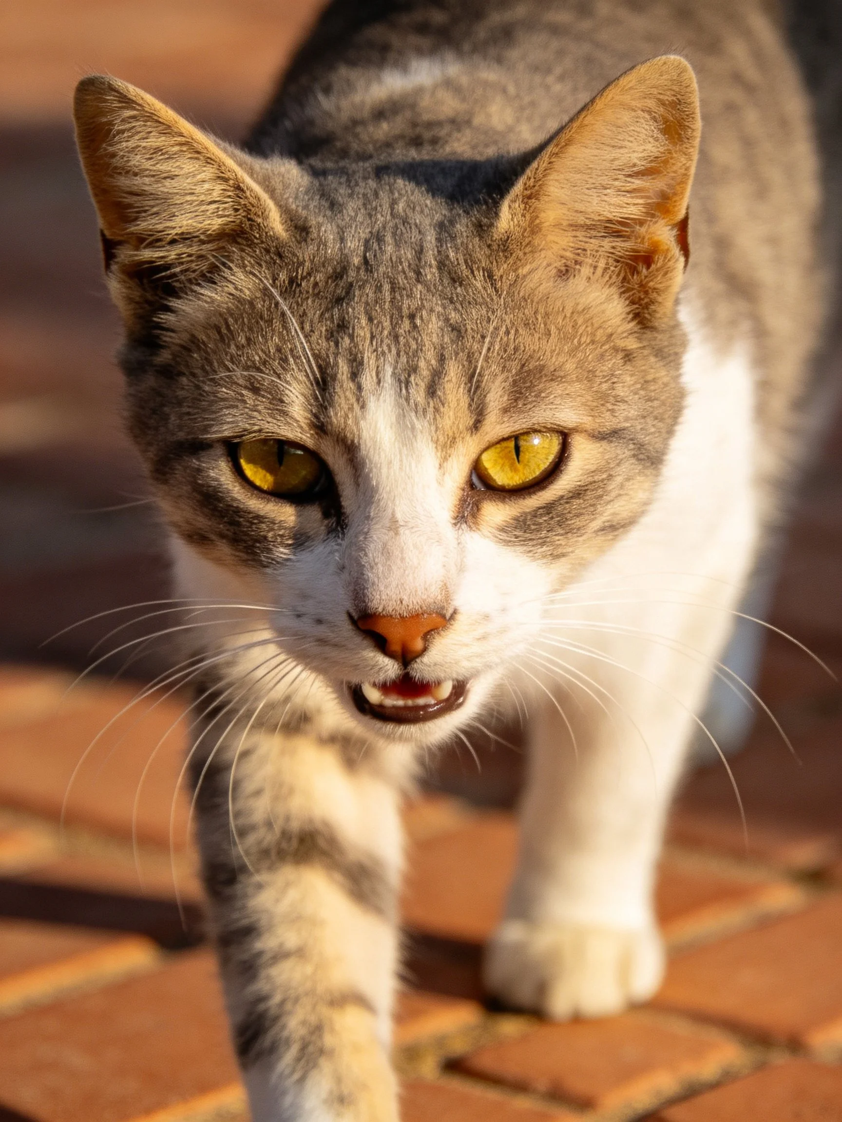 Gray-and-white tabby cat with yellow eyes walks on brick pavement