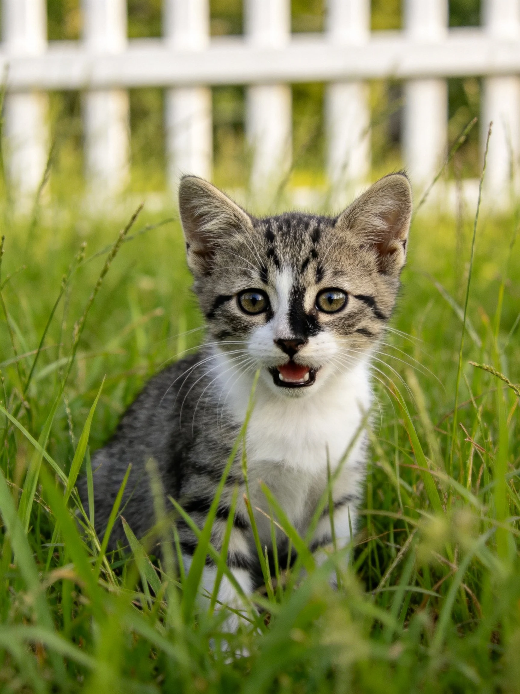 A young tabby kitten sits in tall green grass with a white fence in the background.