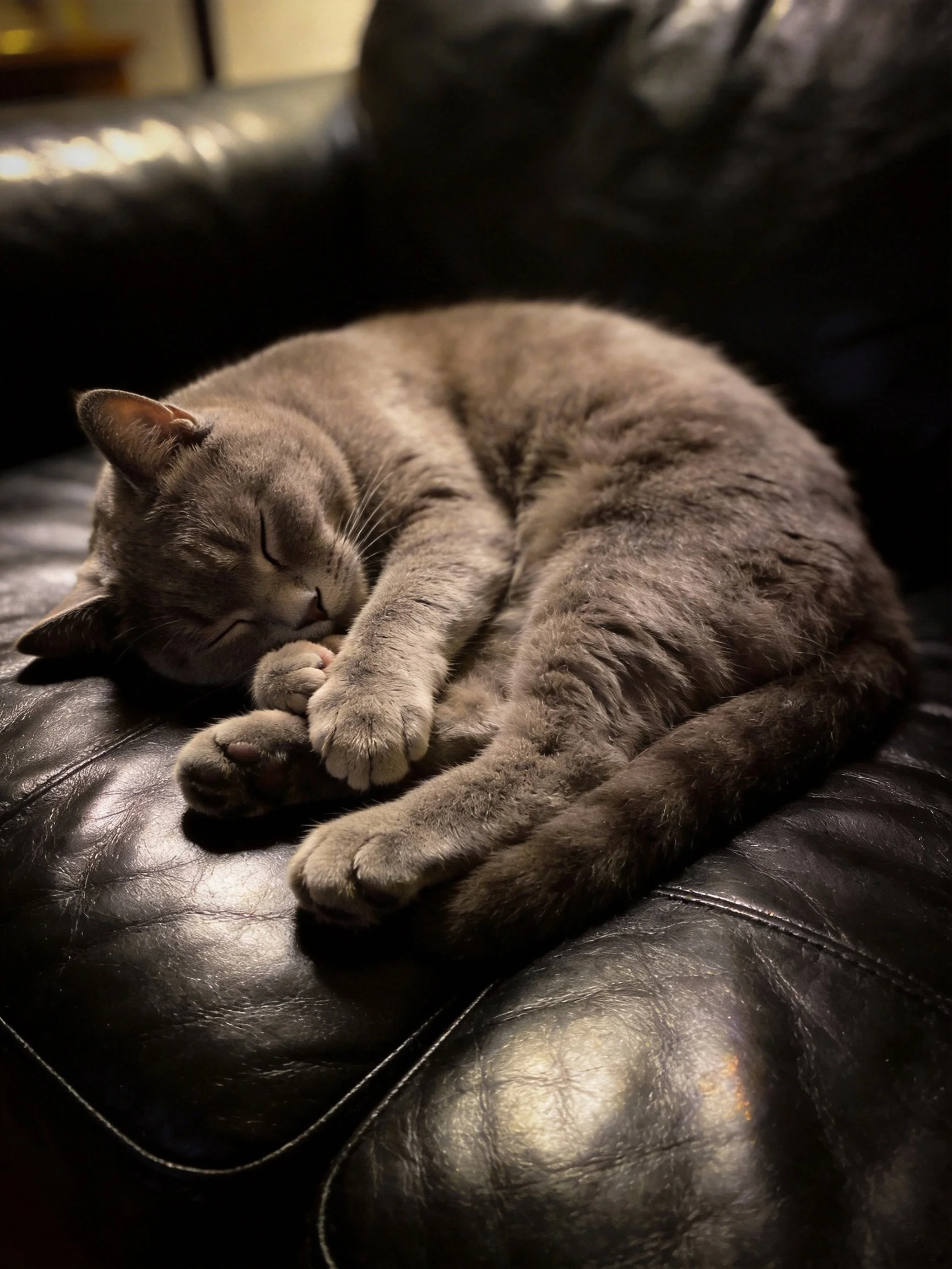 A gray cat curled up asleep on a black leather couch