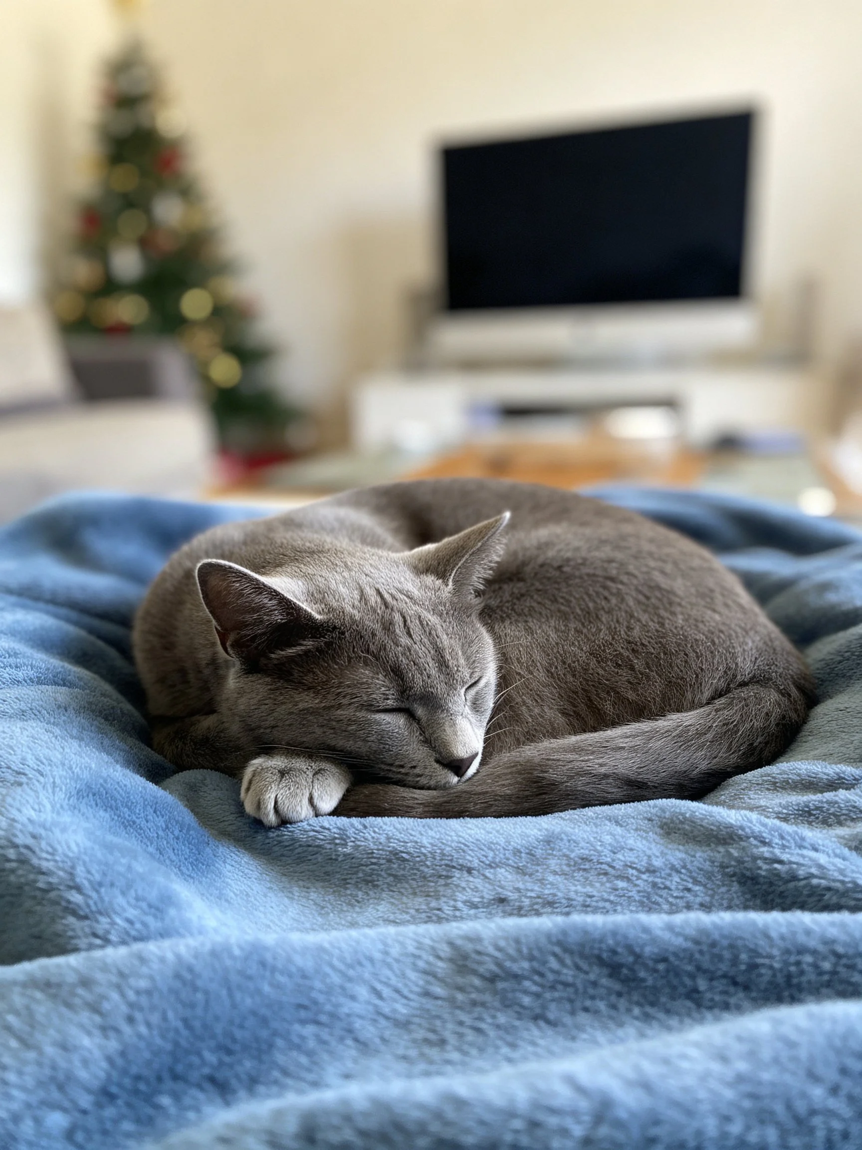 A gray cat curls up asleep on a blue blanket with a Christmas tree nearby