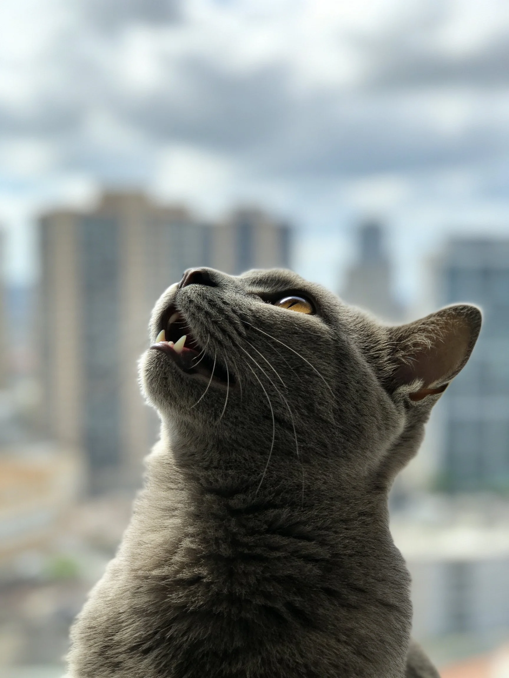 A gray cat gazes upward near a blurred city skyline
