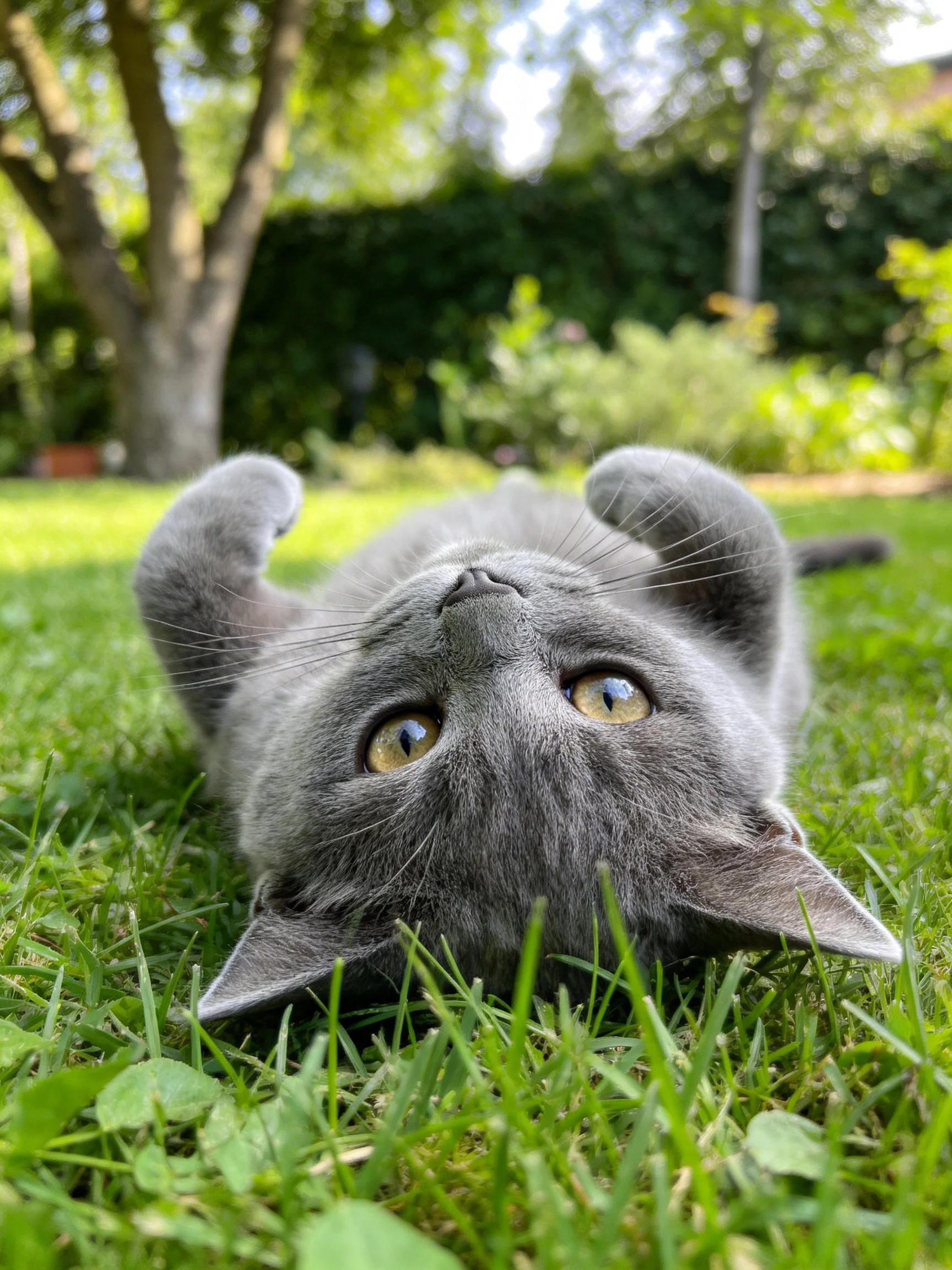 A gray cat relaxes upside down on grass in a sunlit garden.