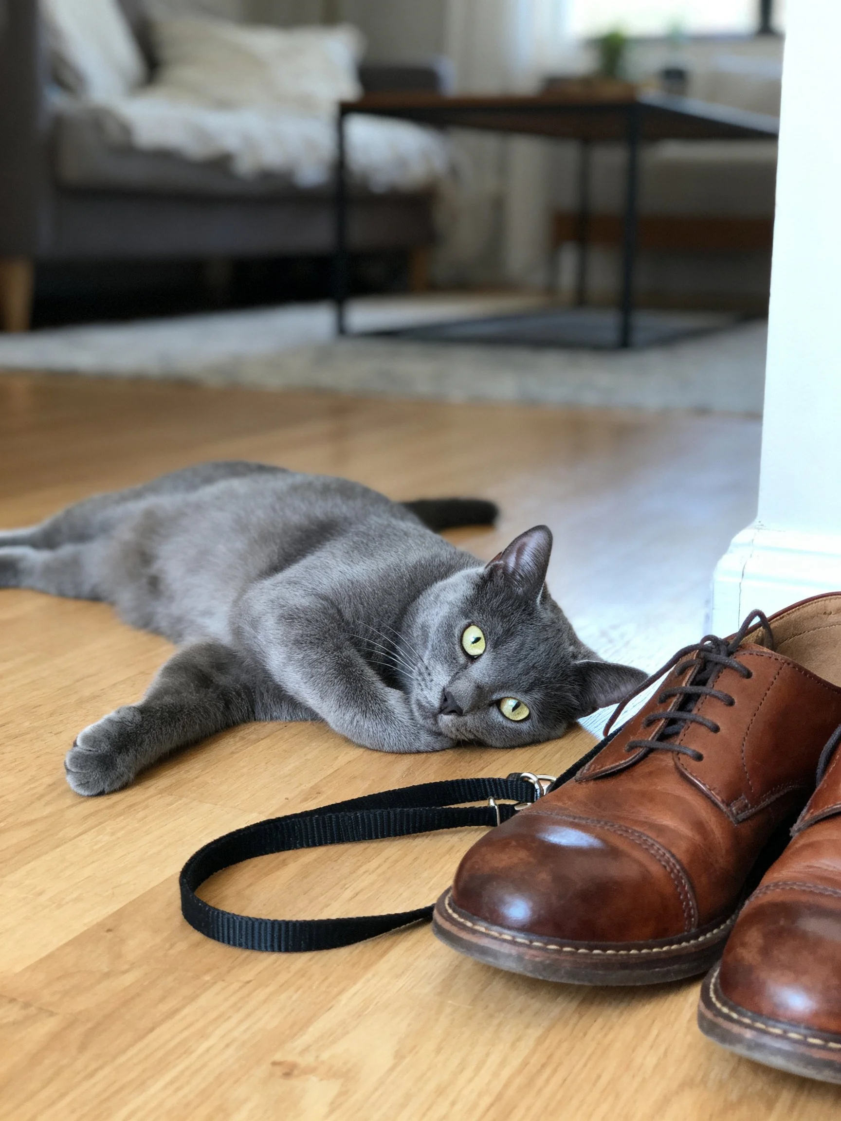 A gray cat lounges near brown leather shoes on a wooden floor