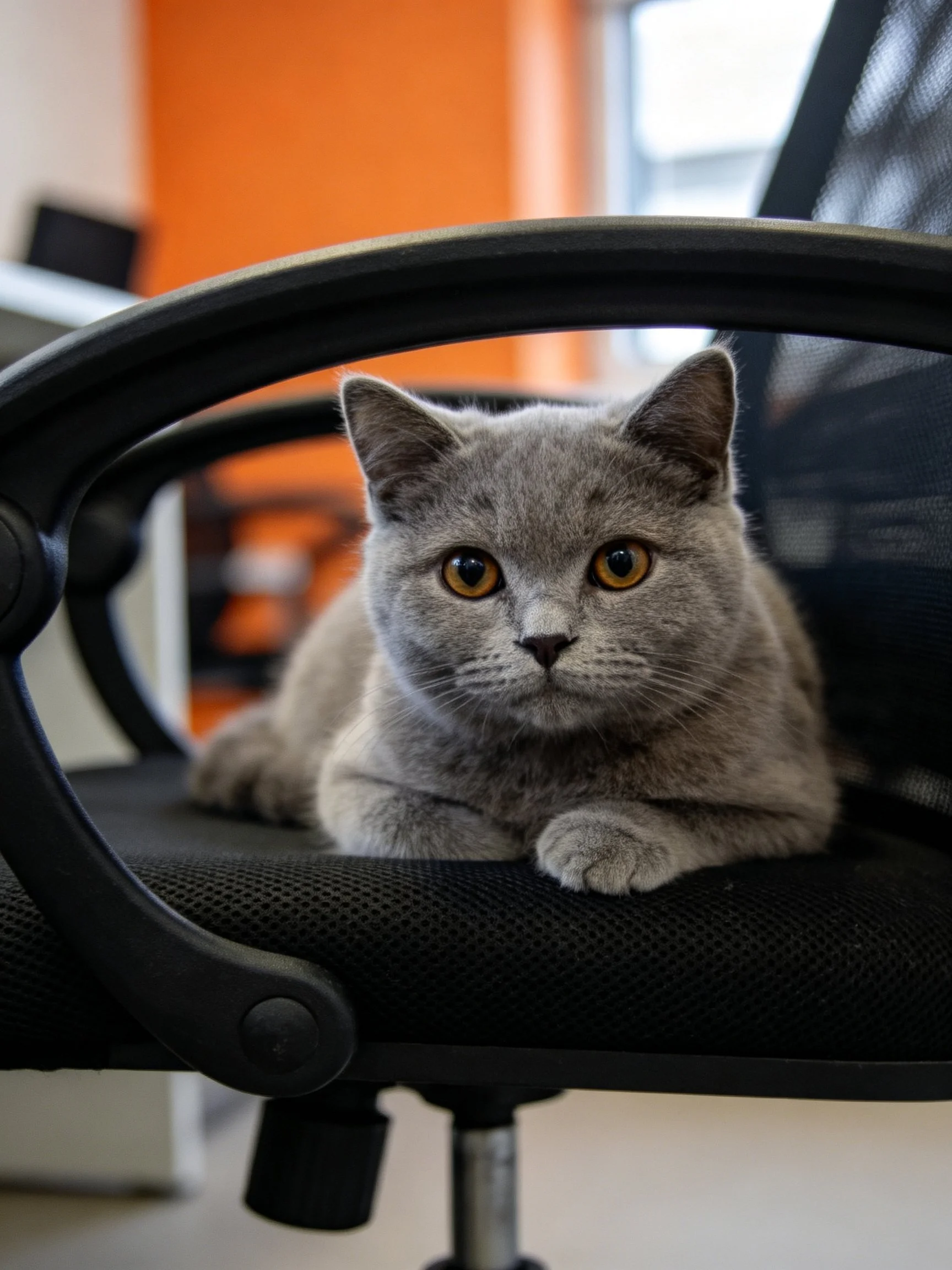 A gray cat relaxes on a black office chair in a modern office.