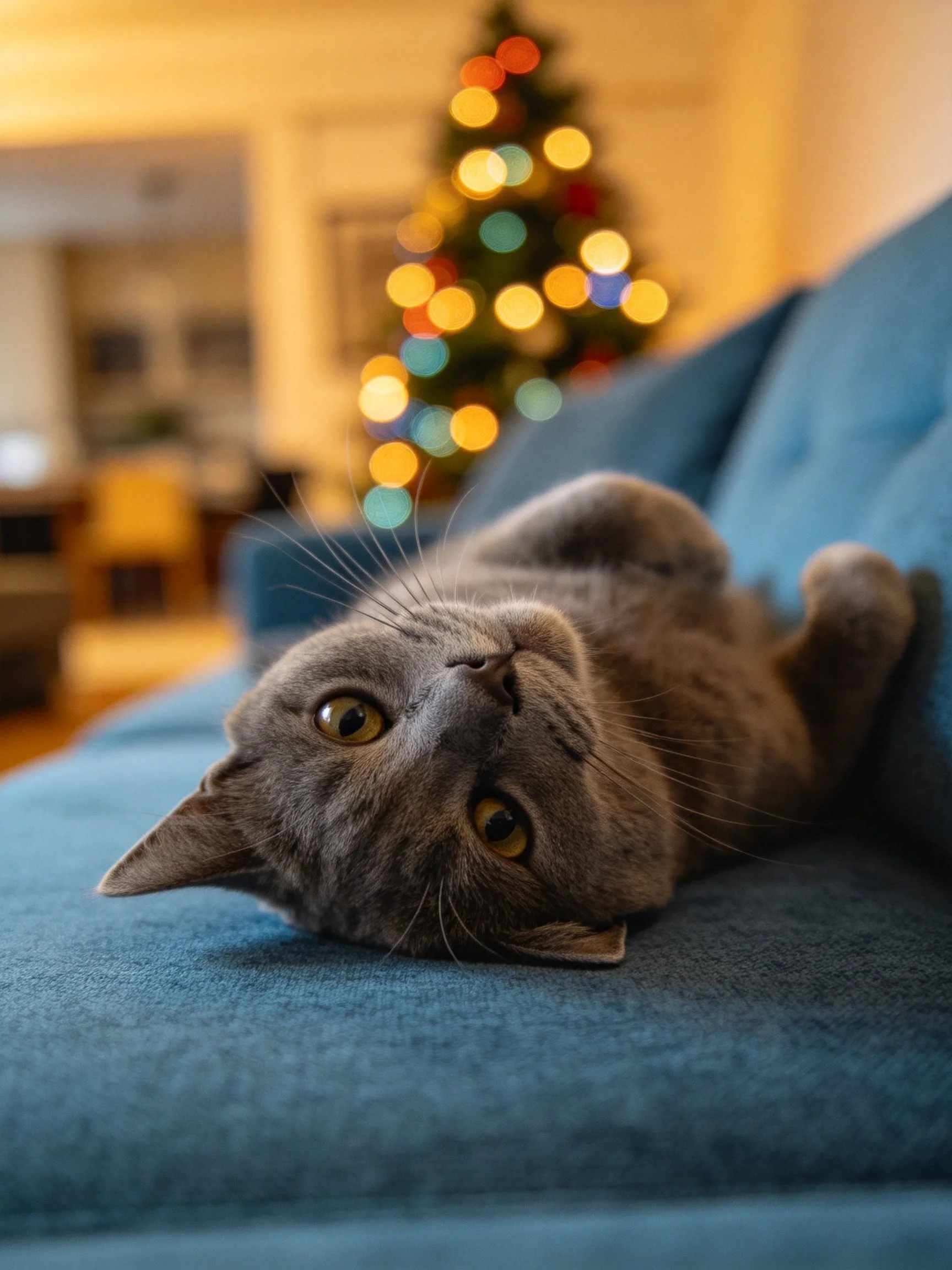 A gray cat lounges on a blue couch near a lit Christmas tree