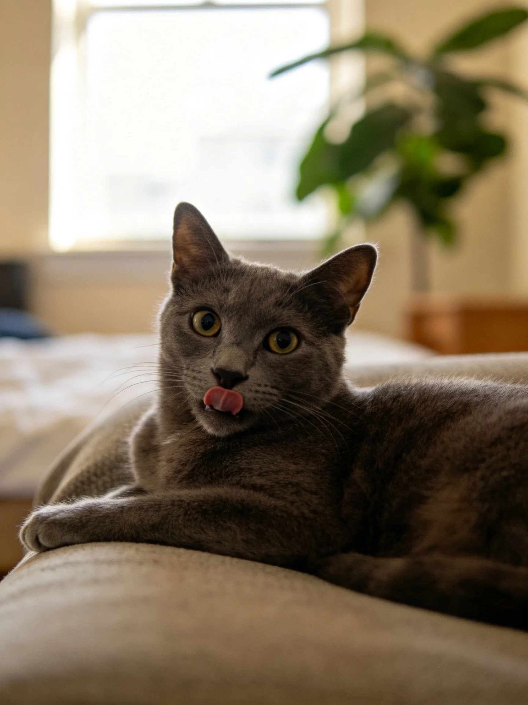 A gray cat lounges on a couch with tongue out