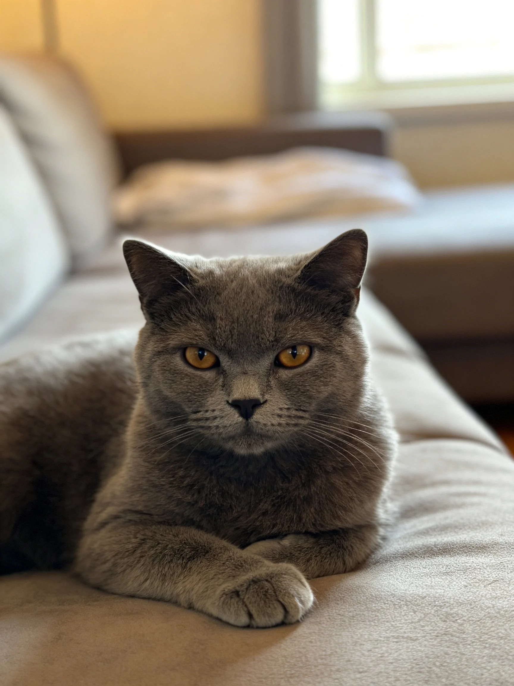 A gray cat lounging on a beige sofa in a bright living room