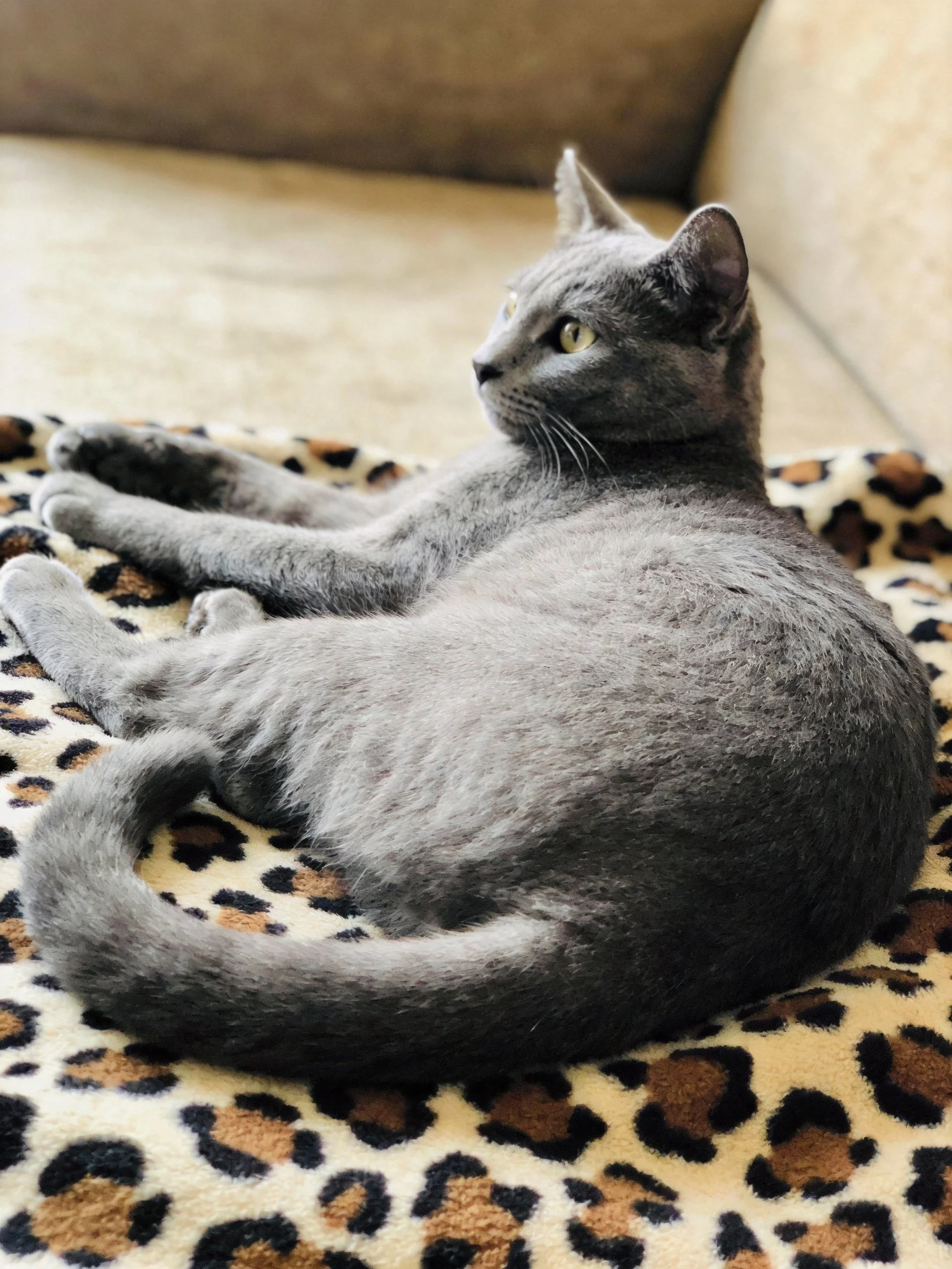 A gray cat lounging on a leopard - print blanket near a couch