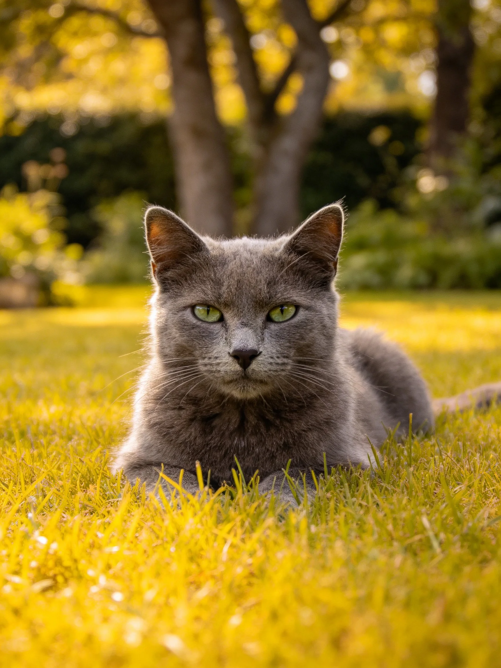 A gray cat reclines on golden grass in sunlit surroundings