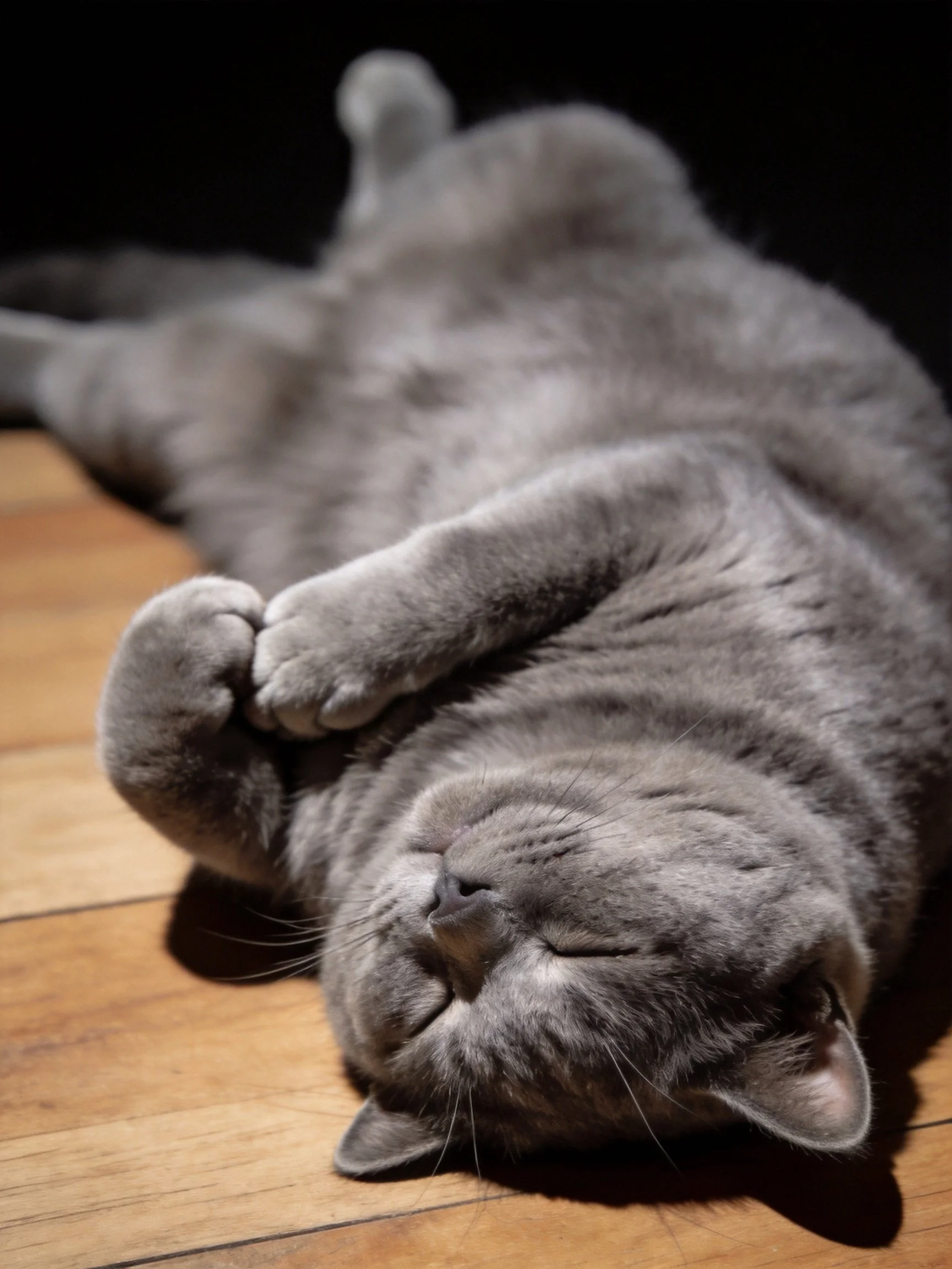 A gray cat reclining on a wooden floor with closed eyes