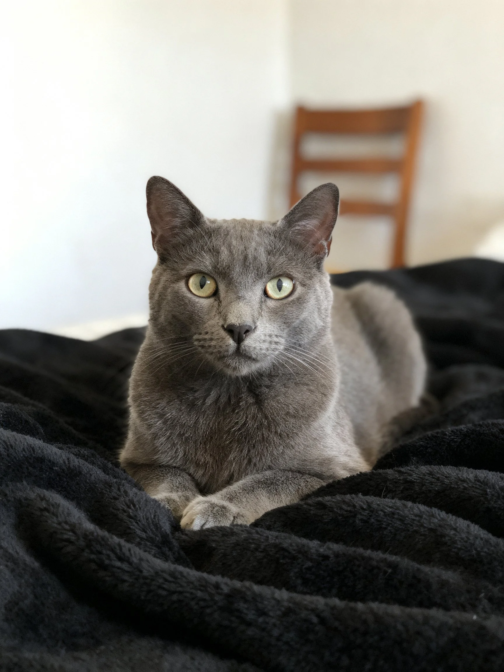 A gray cat rests on a plush black blanket near a wooden chair