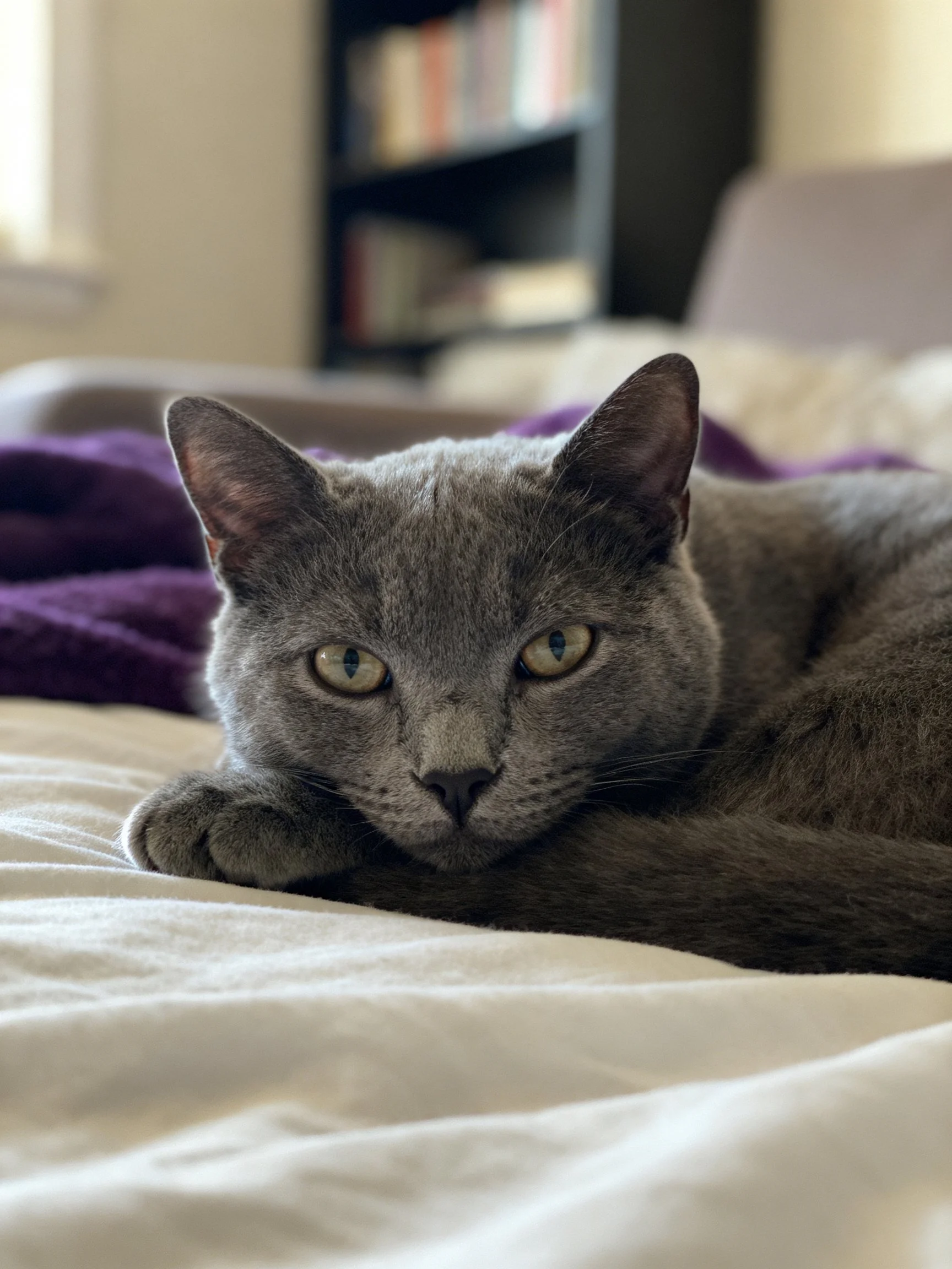 A gray cat rests on a white bed near a purple blanket