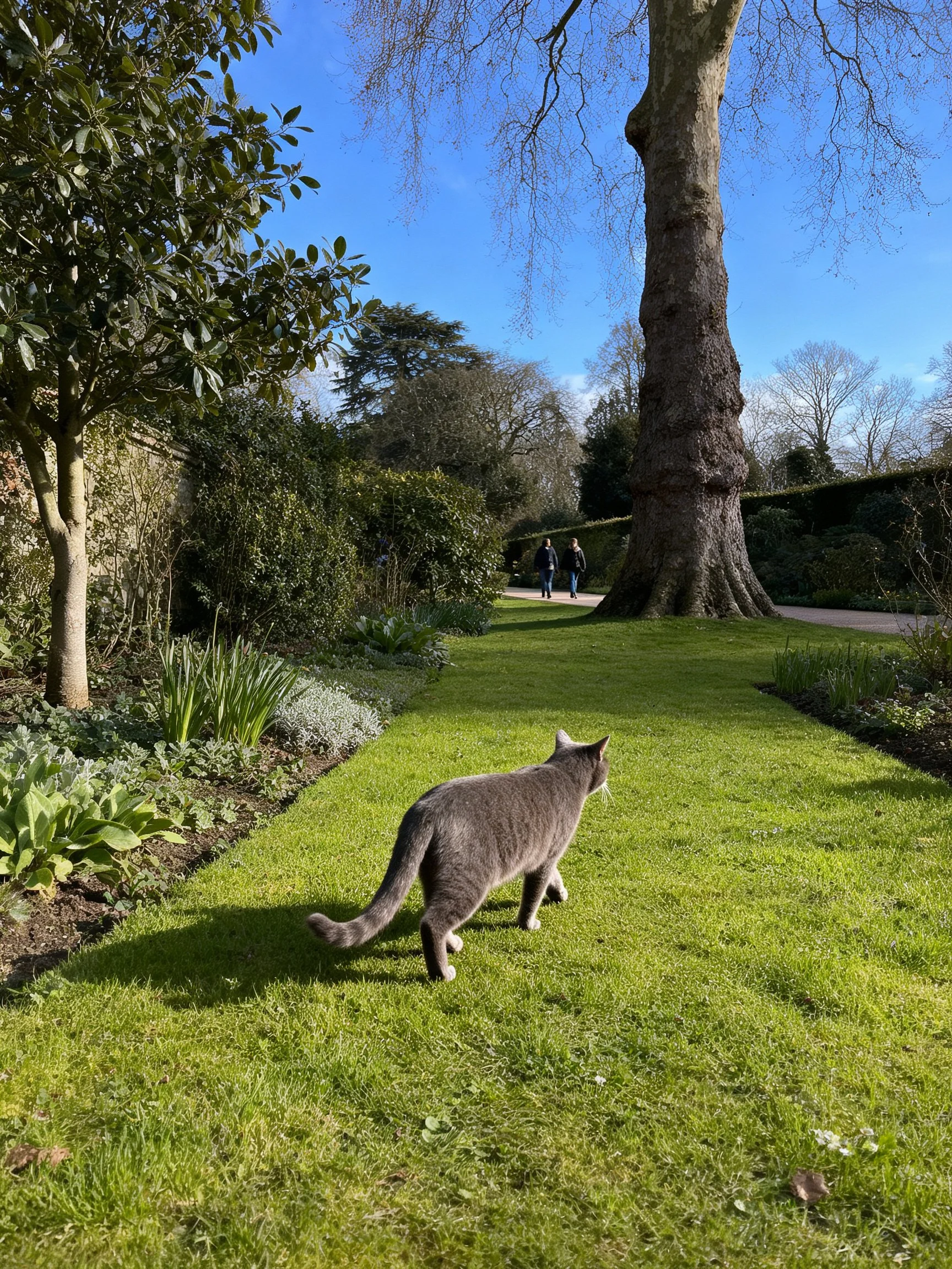 A gray cat roams a verdant garden with a large tree and distant pedestrians.