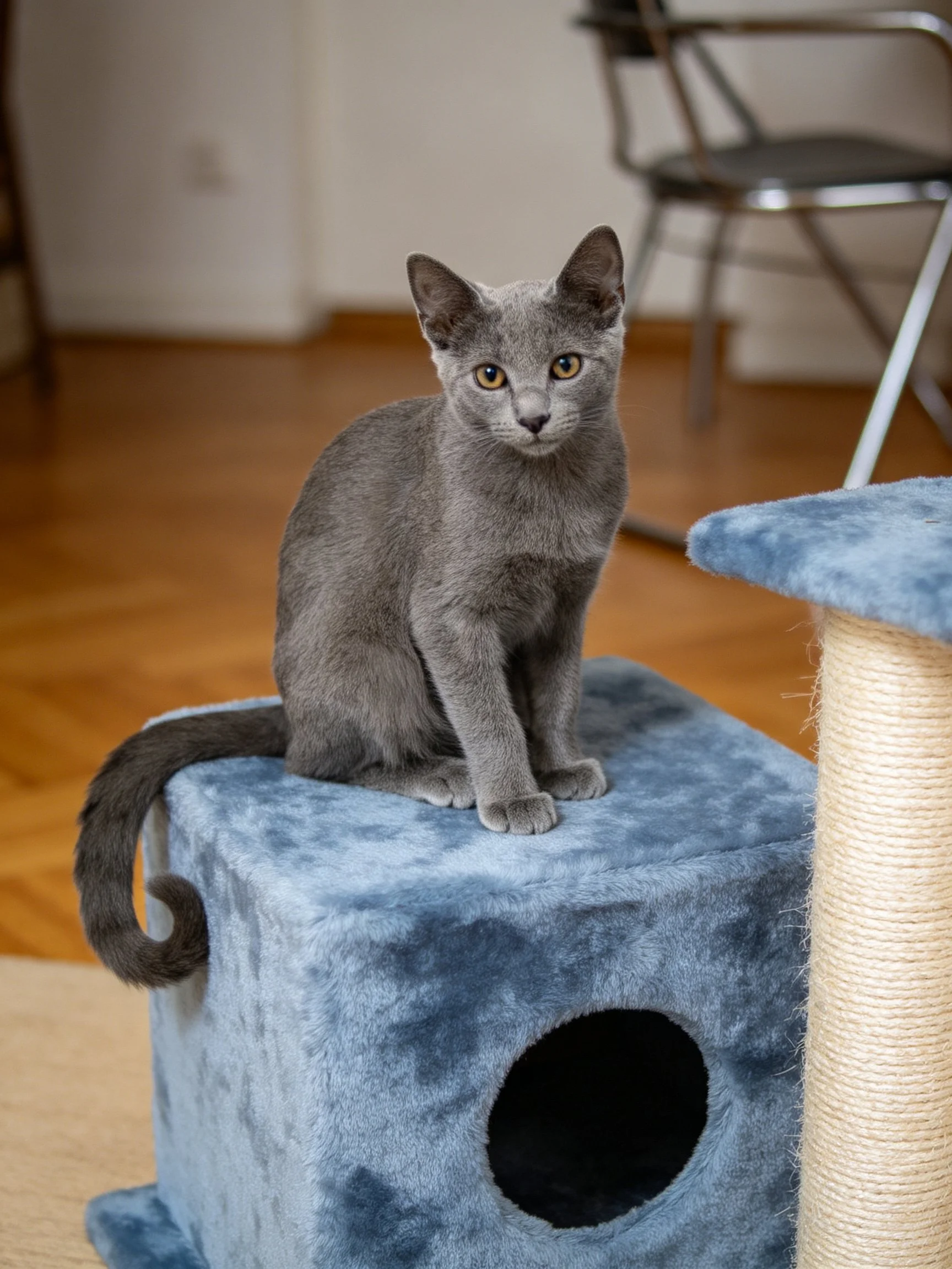 A gray cat sits atop a plush blue cat structure near a scratching post