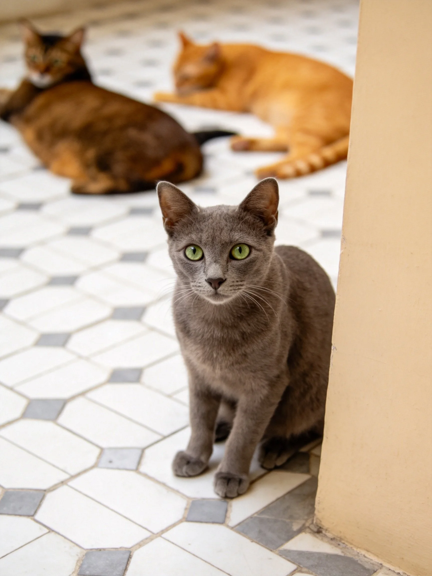 Three cats rest on patterned tile, with a gray cat near a wall