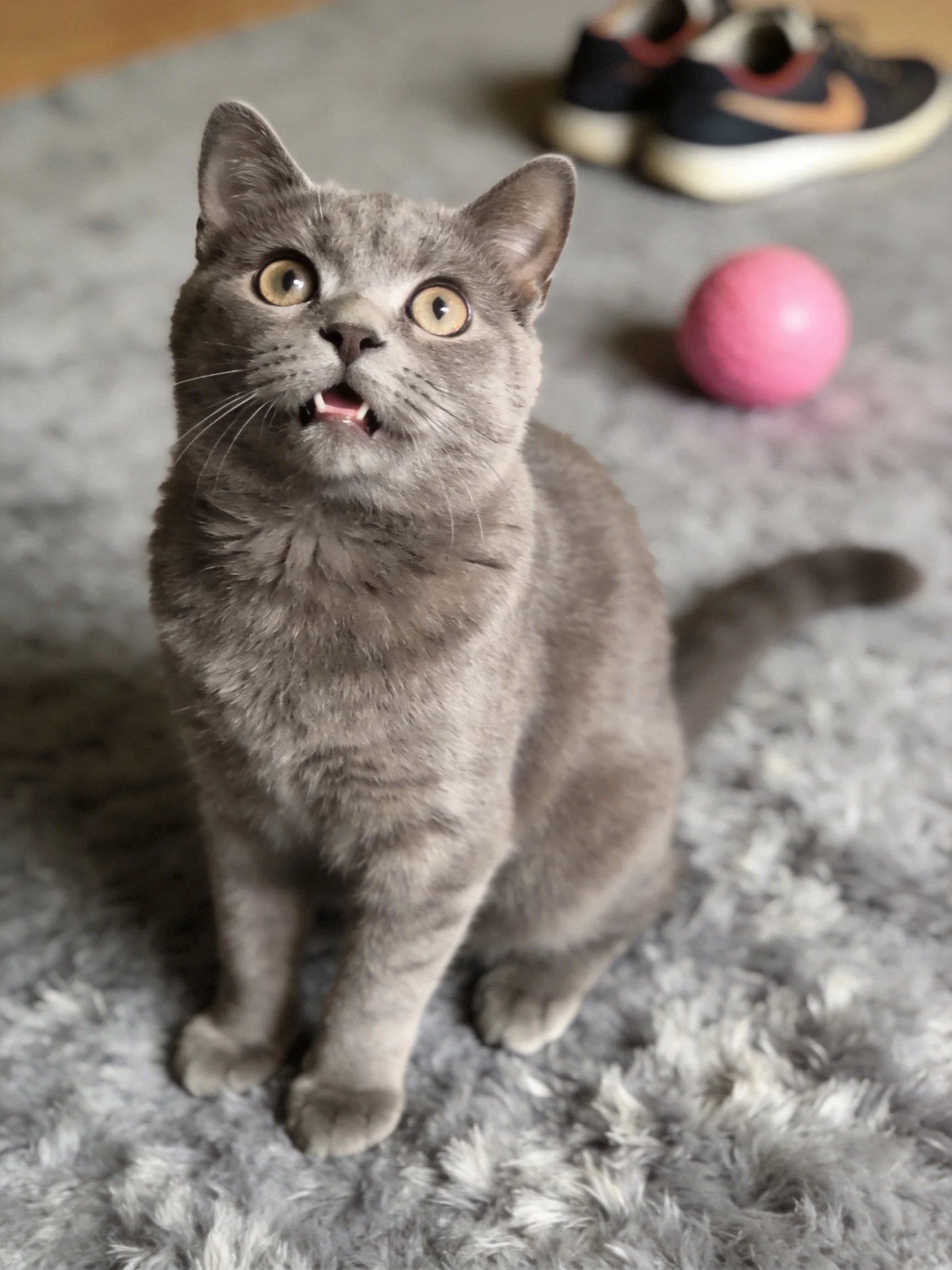 A gray cat sits on a shaggy rug near a pink ball and sneakers