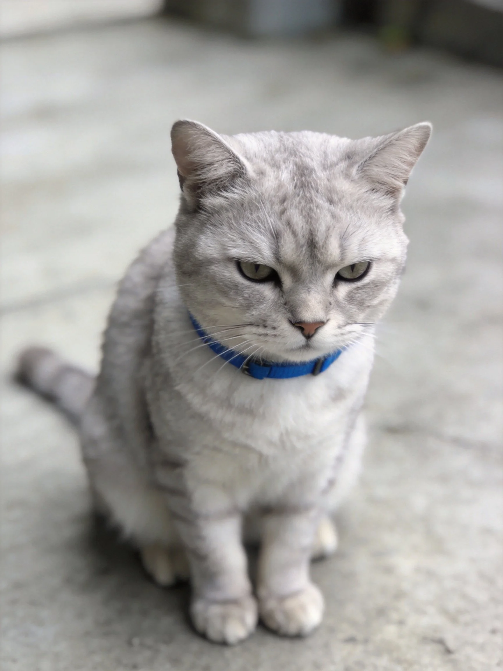 A gray cat with a blue collar sits calmly on a concrete surface.
