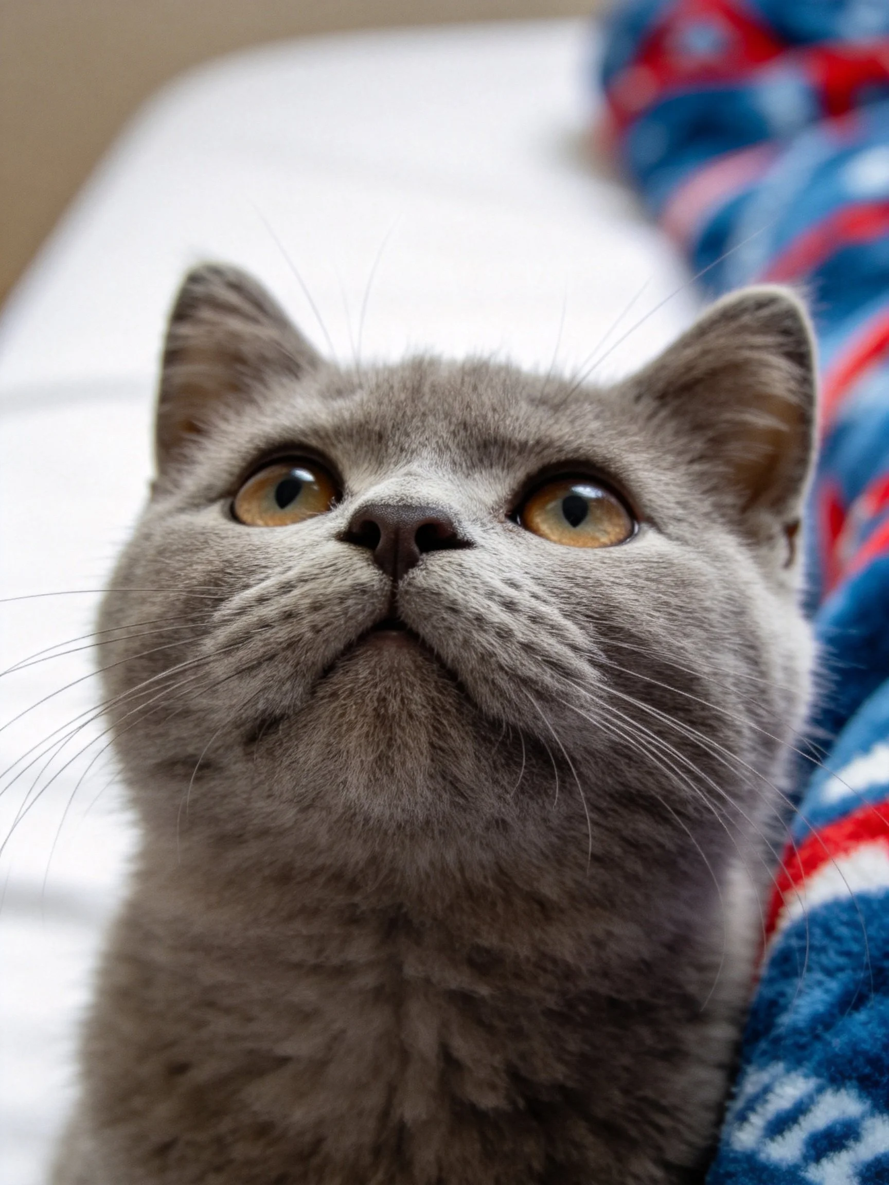 A gray cat with amber eyes sits near a blue-red striped blanket