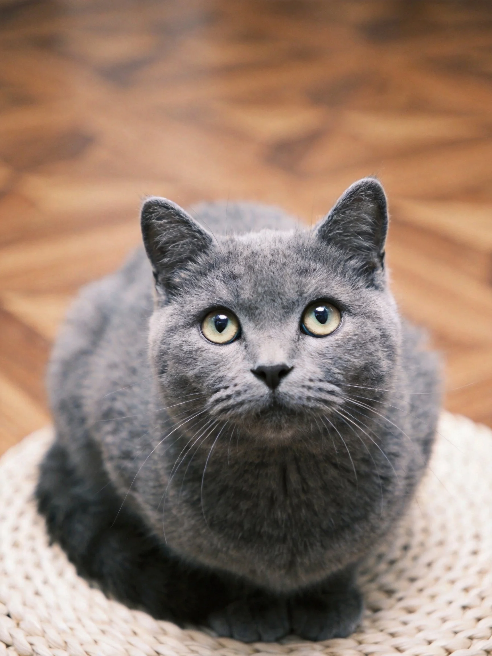 A gray cat with bright eyes sits calmly on a woven mat.