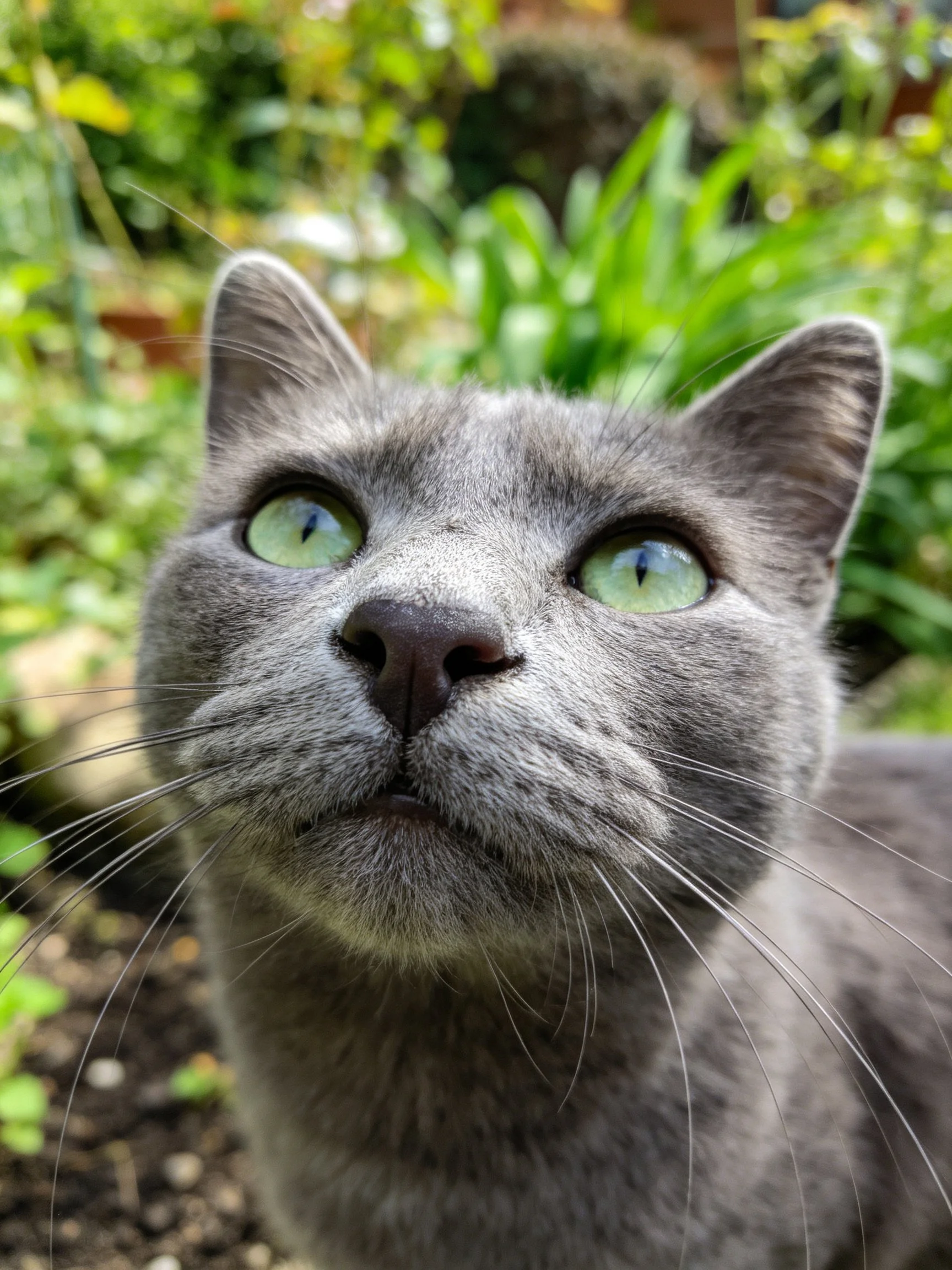 A gray cat with green eyes gazes upward amid lush garden.