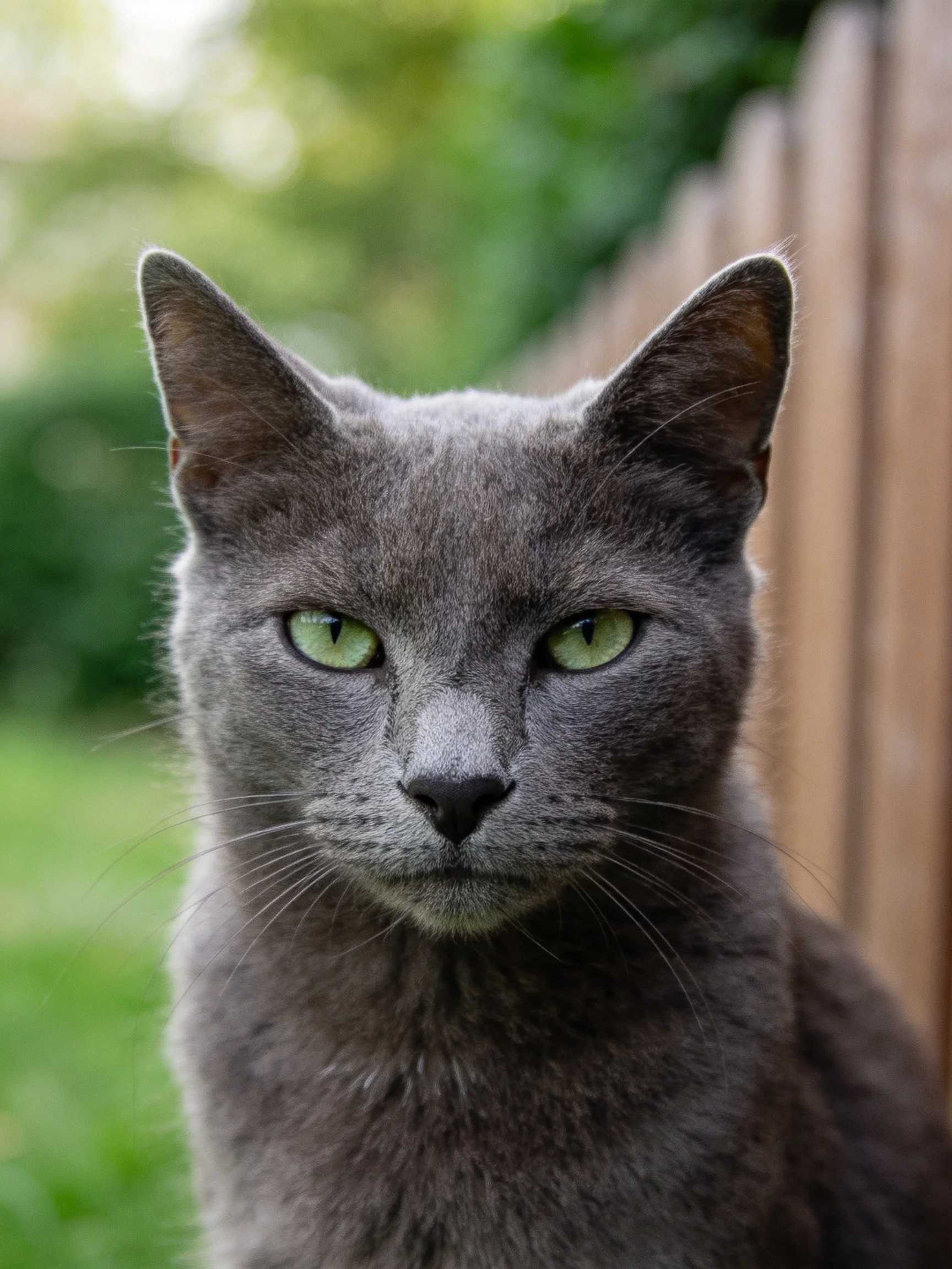 A gray cat with green eyes sits beside a wooden fence in an outdoor setting.