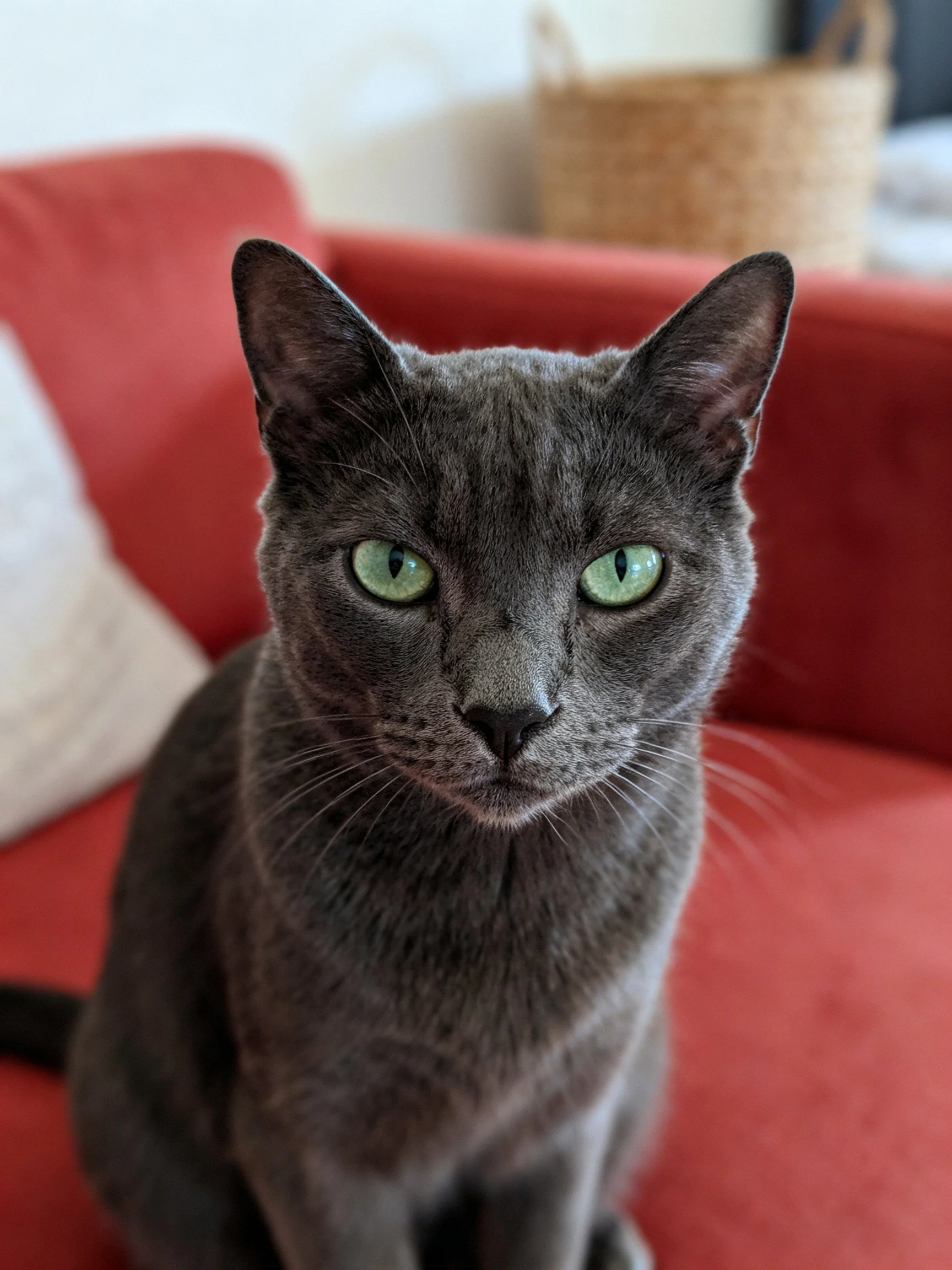 A gray cat with bright green eyes sits on a red couch.