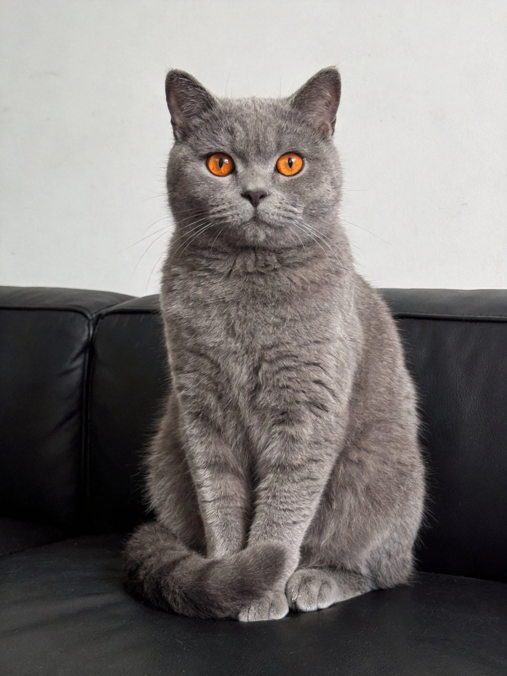 A gray cat with orange eyes sits calmly on a black couch.