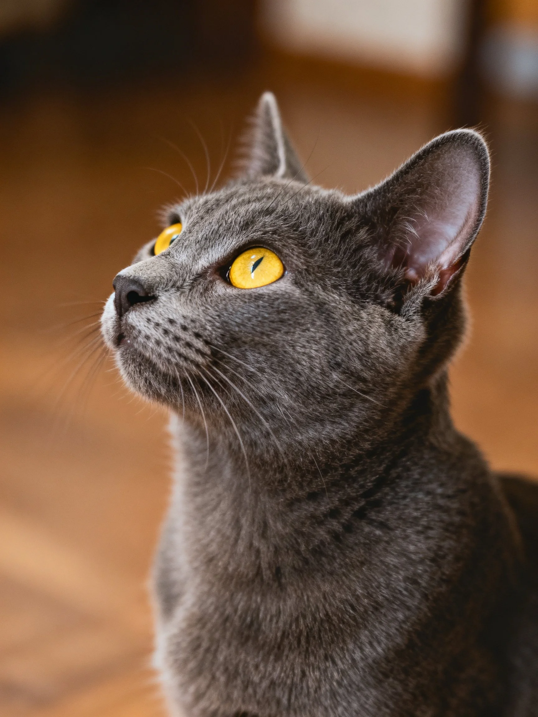 A gray cat with bright yellow eyes gazes upward in a softly lit space.
