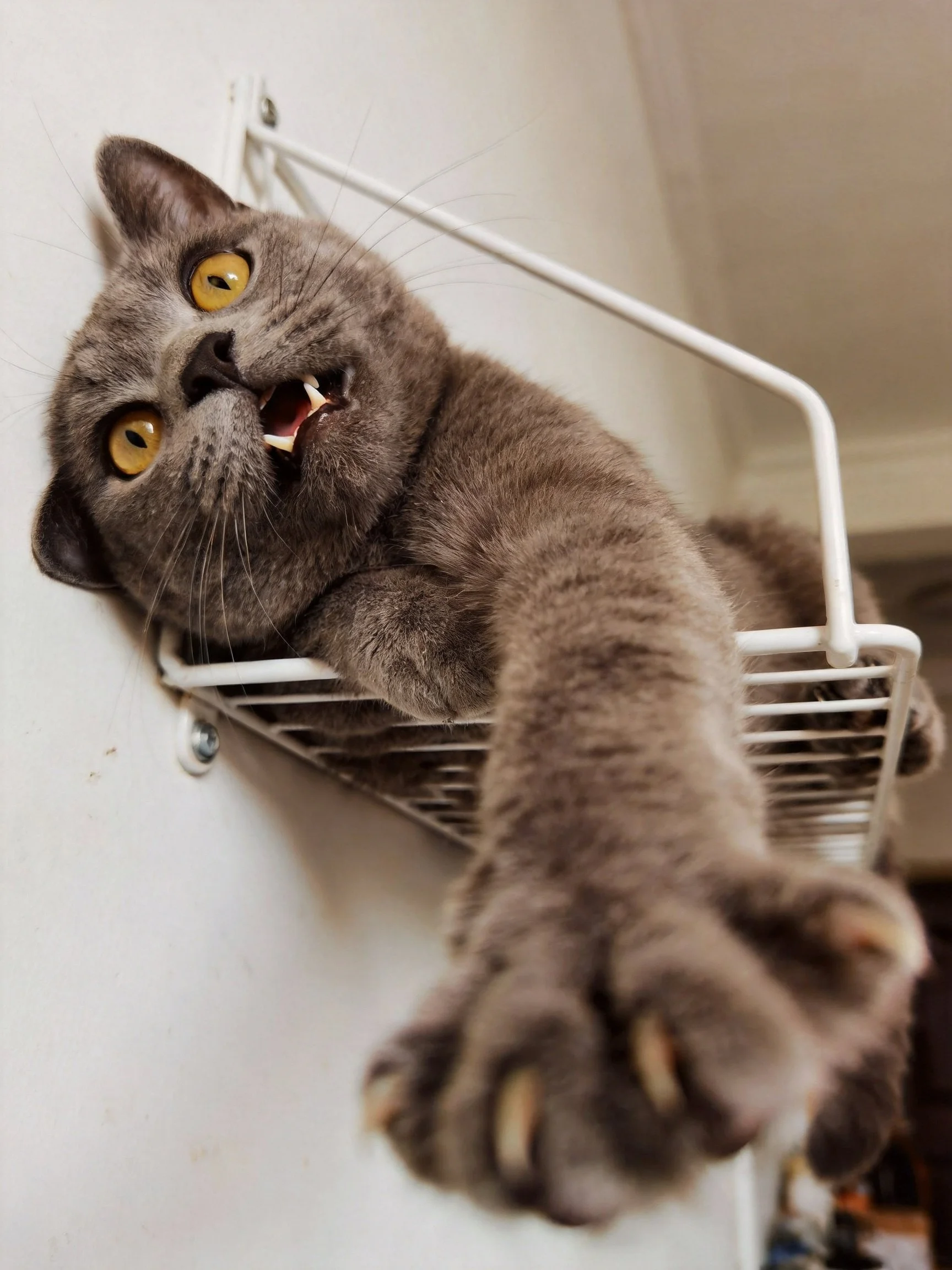 A gray cat with bright yellow eyes relaxes on a white wall-mounted shelf.