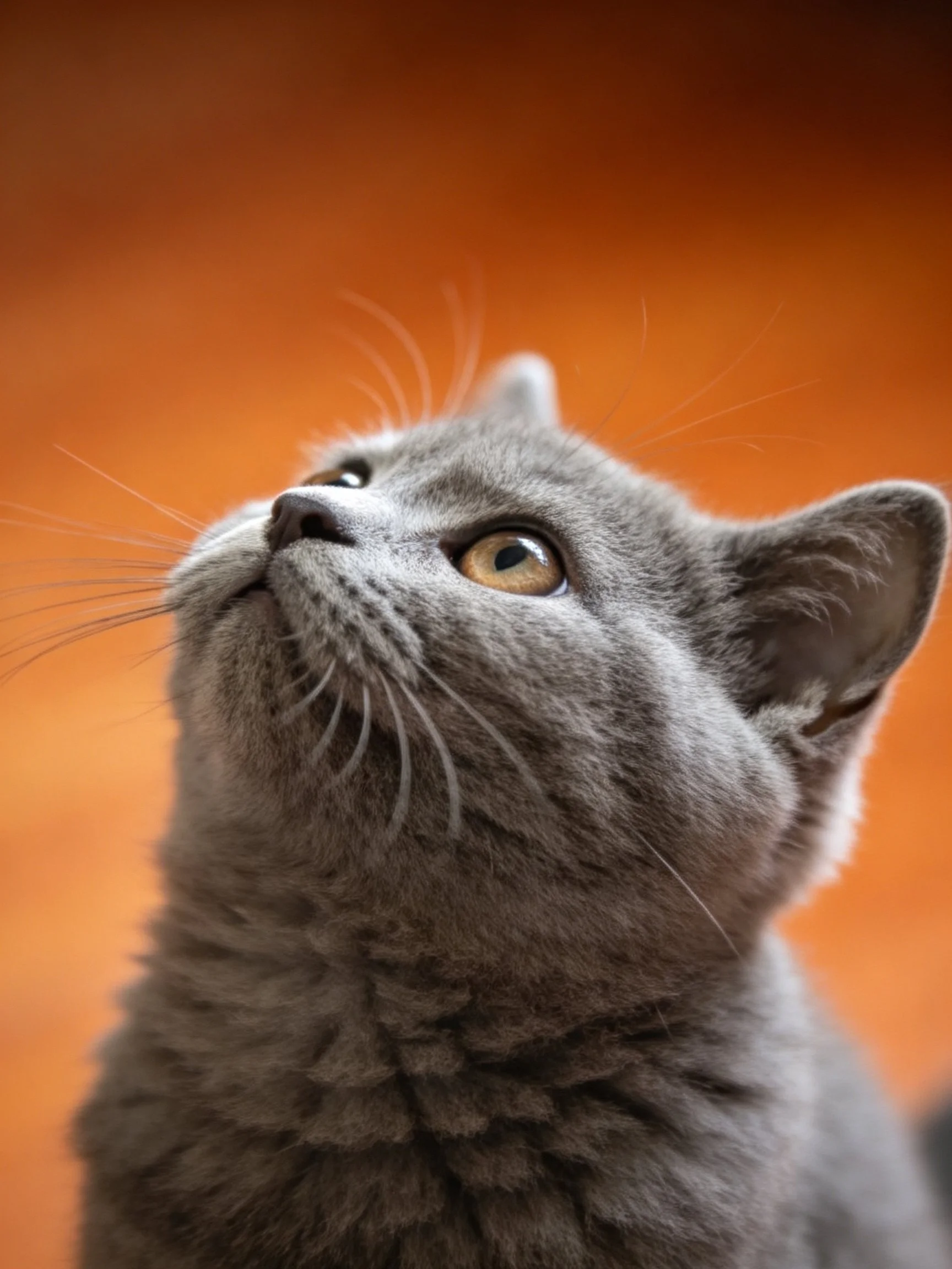 A gray cat with golden eyes gazes upward toward a warm orange backdrop