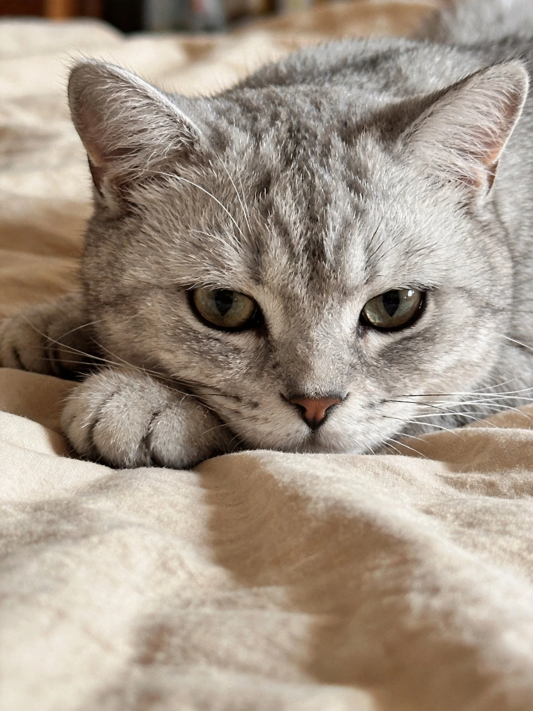 A gray cat with green eyes rests comfortably on a soft beige blanket