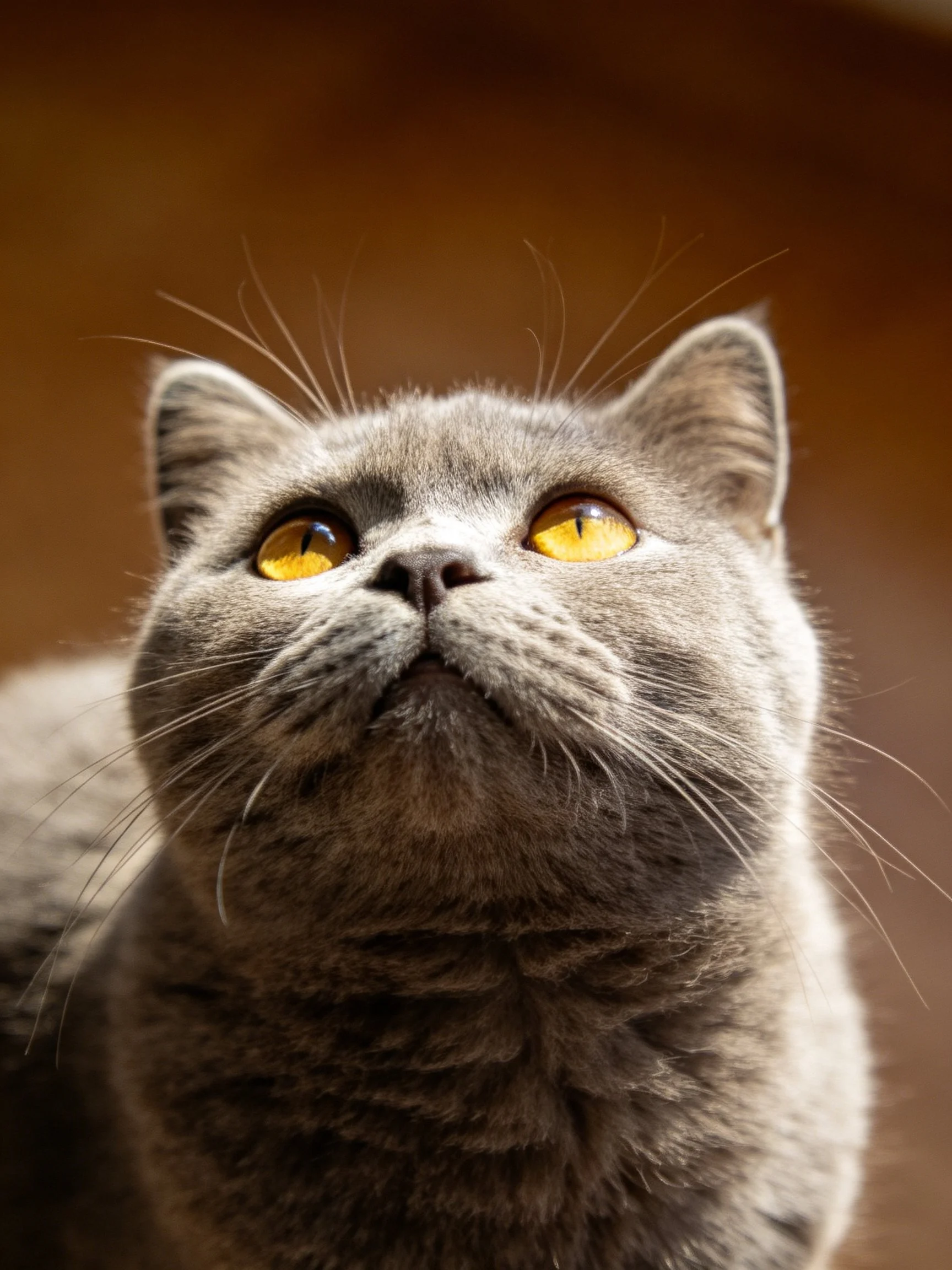 A gray cat with vivid yellow eyes looks upward