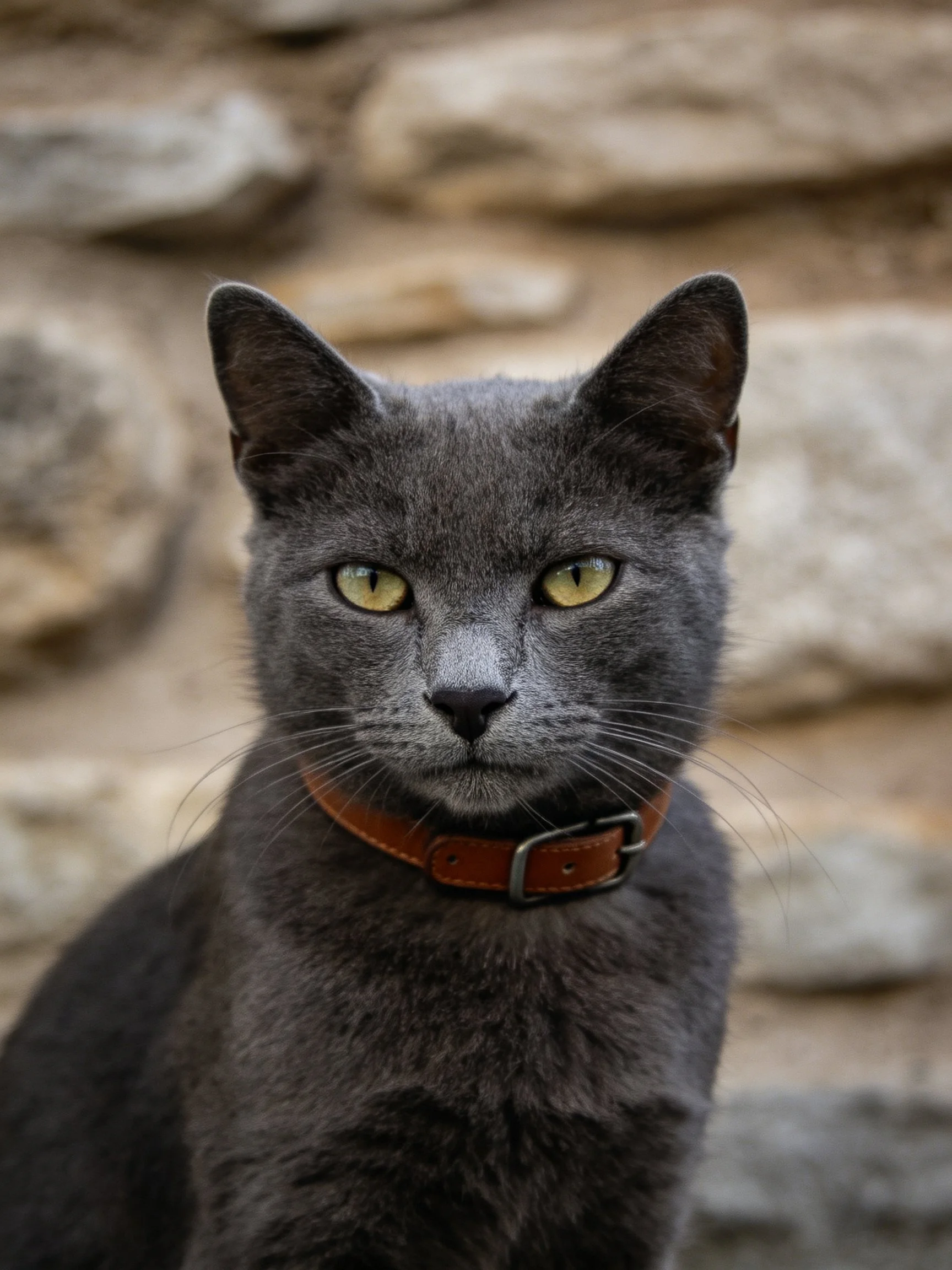 A gray cat with yellow eyes wears a brown collar near a stone wall