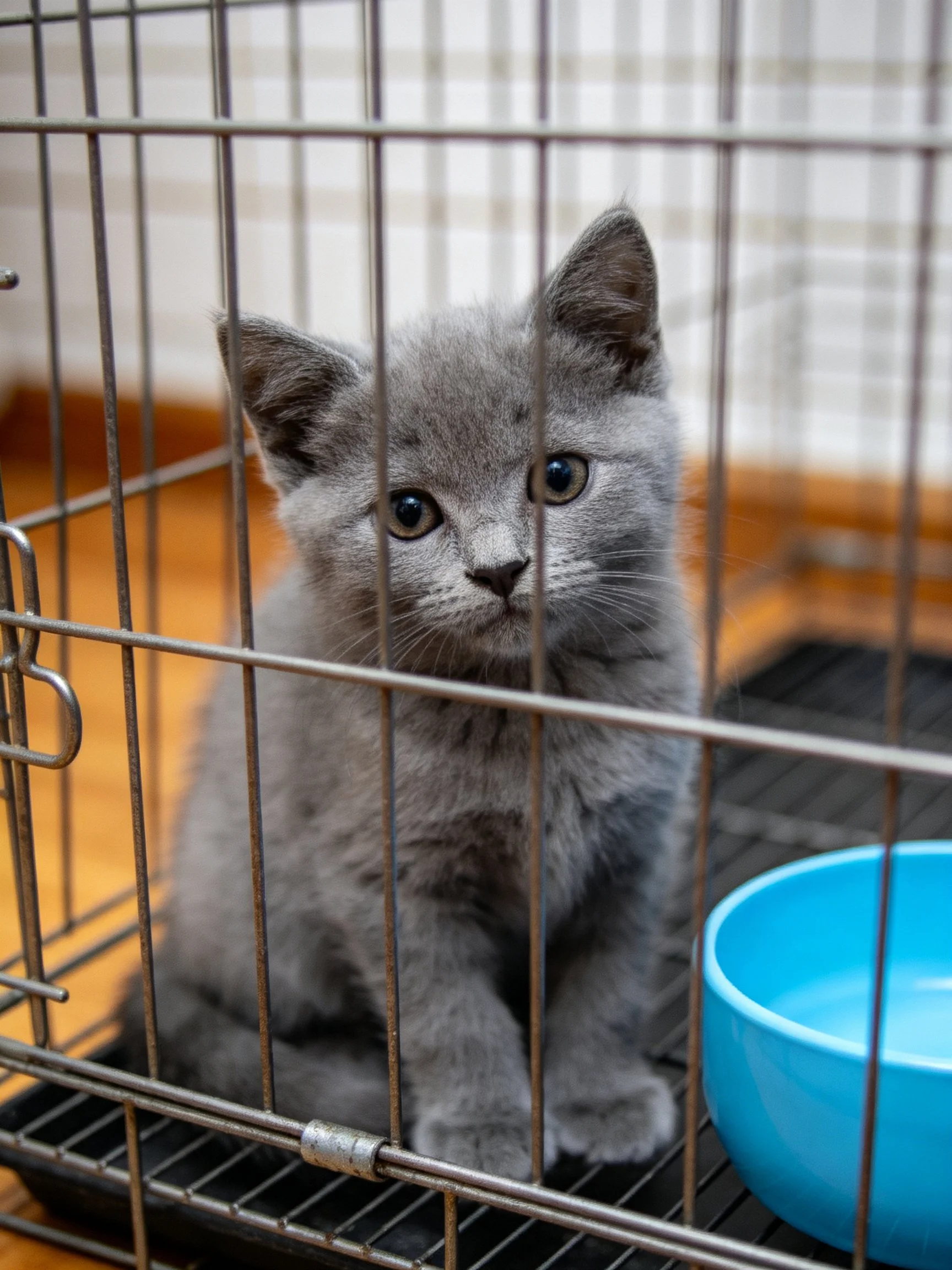 A gray kitten sits in a metal cage with a blue bowl