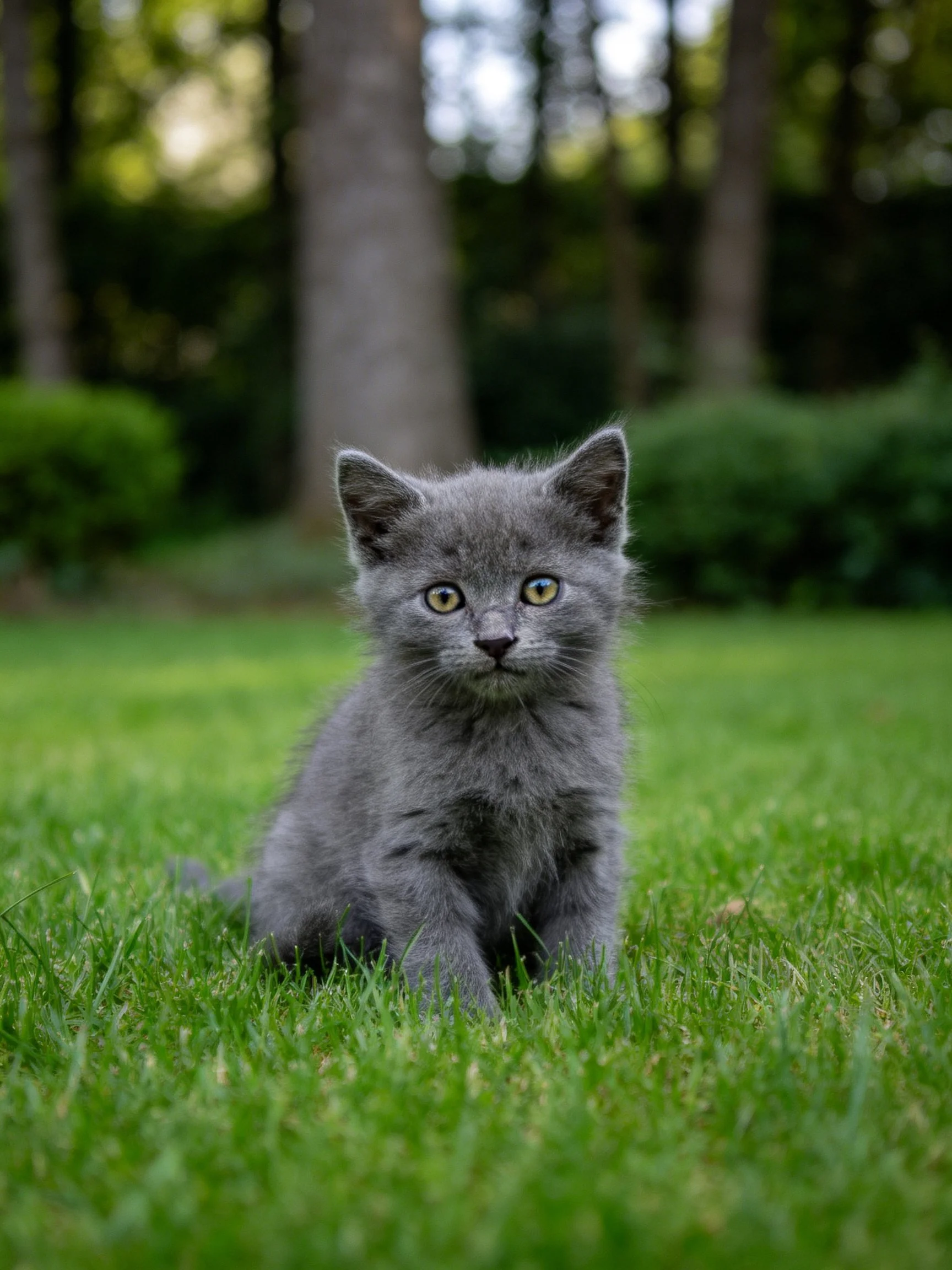 A gray kitten rests peacefully on green grass in a wooded setting.