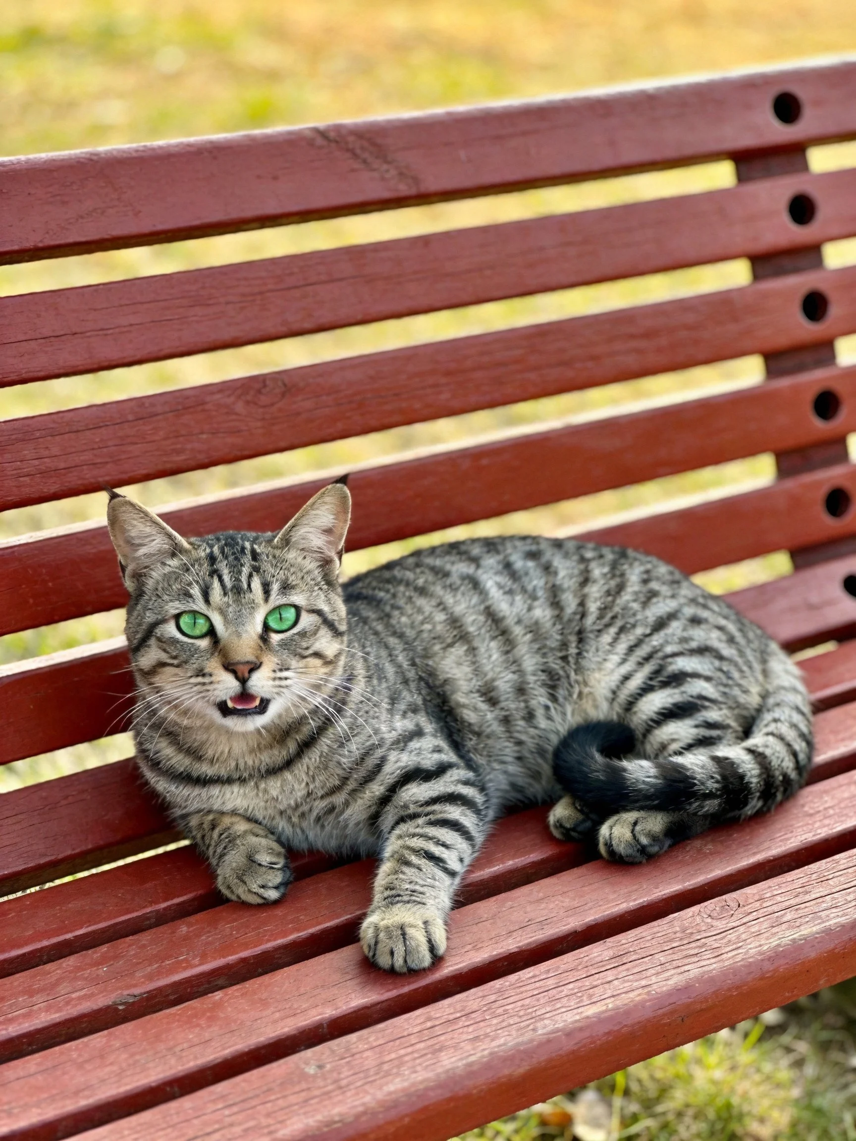 A gray tabby cat lounges on a reddish wooden bench outside
