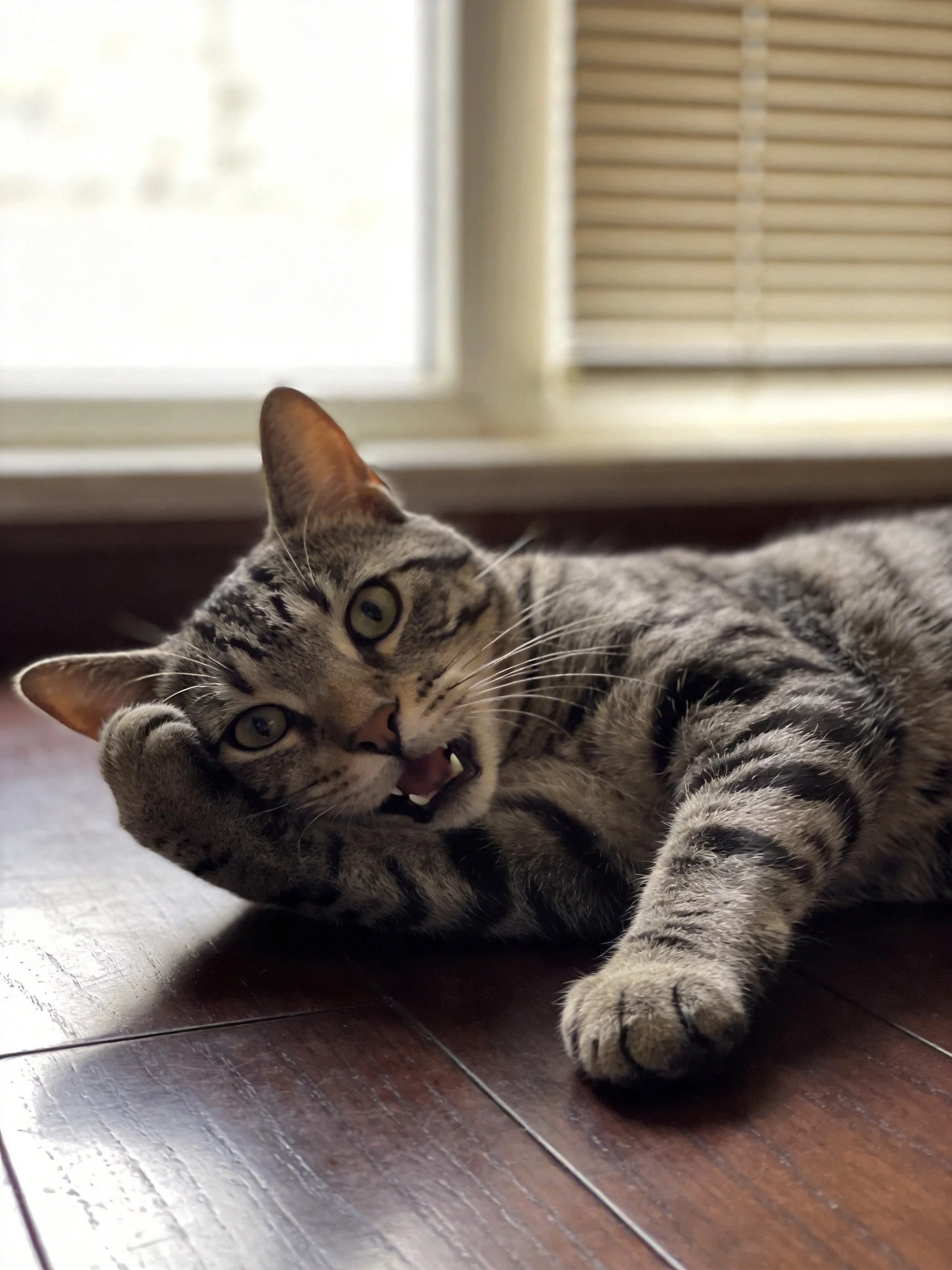 A gray tabby cat lounges on polished wood flooring by a bright window.