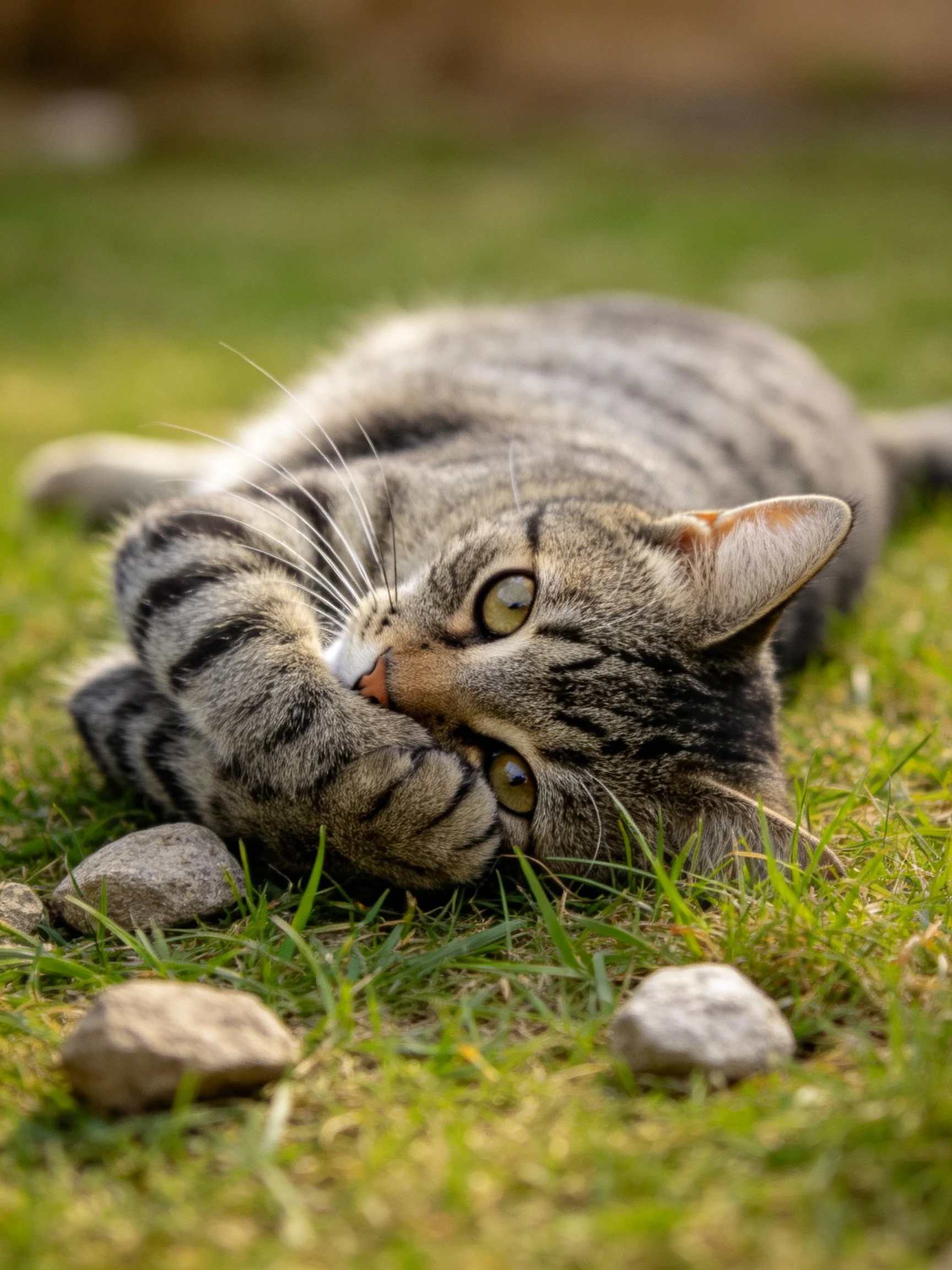 A gray tabby cat lying on lush green grass with small rocks nearby