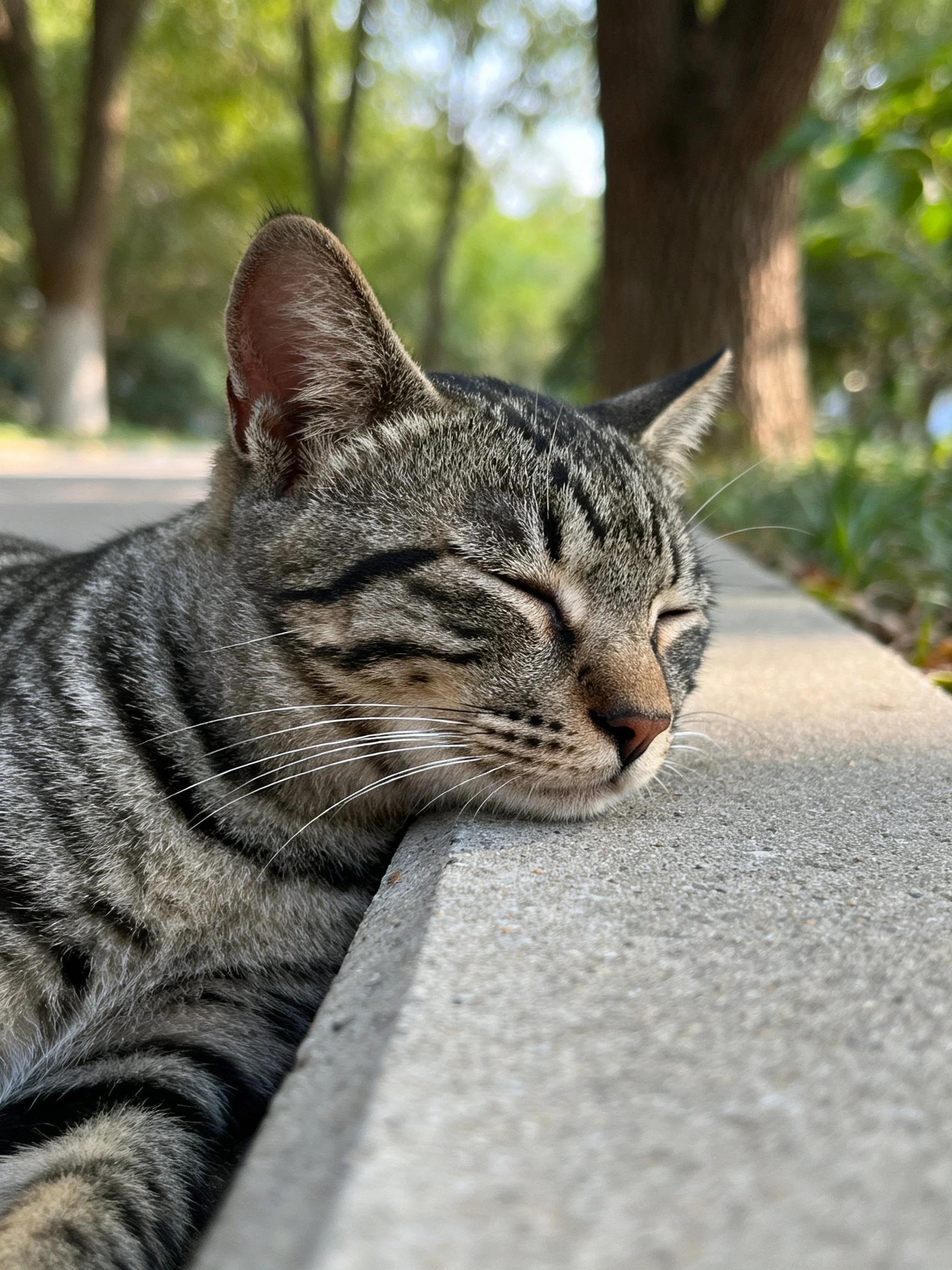 A gray tabby cat napping on a concrete ledge in a sunlit park