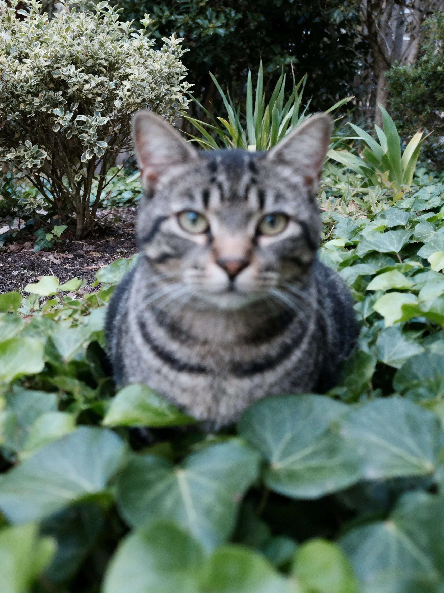 A gray tabby cat nestled among lush green foliage in a garden