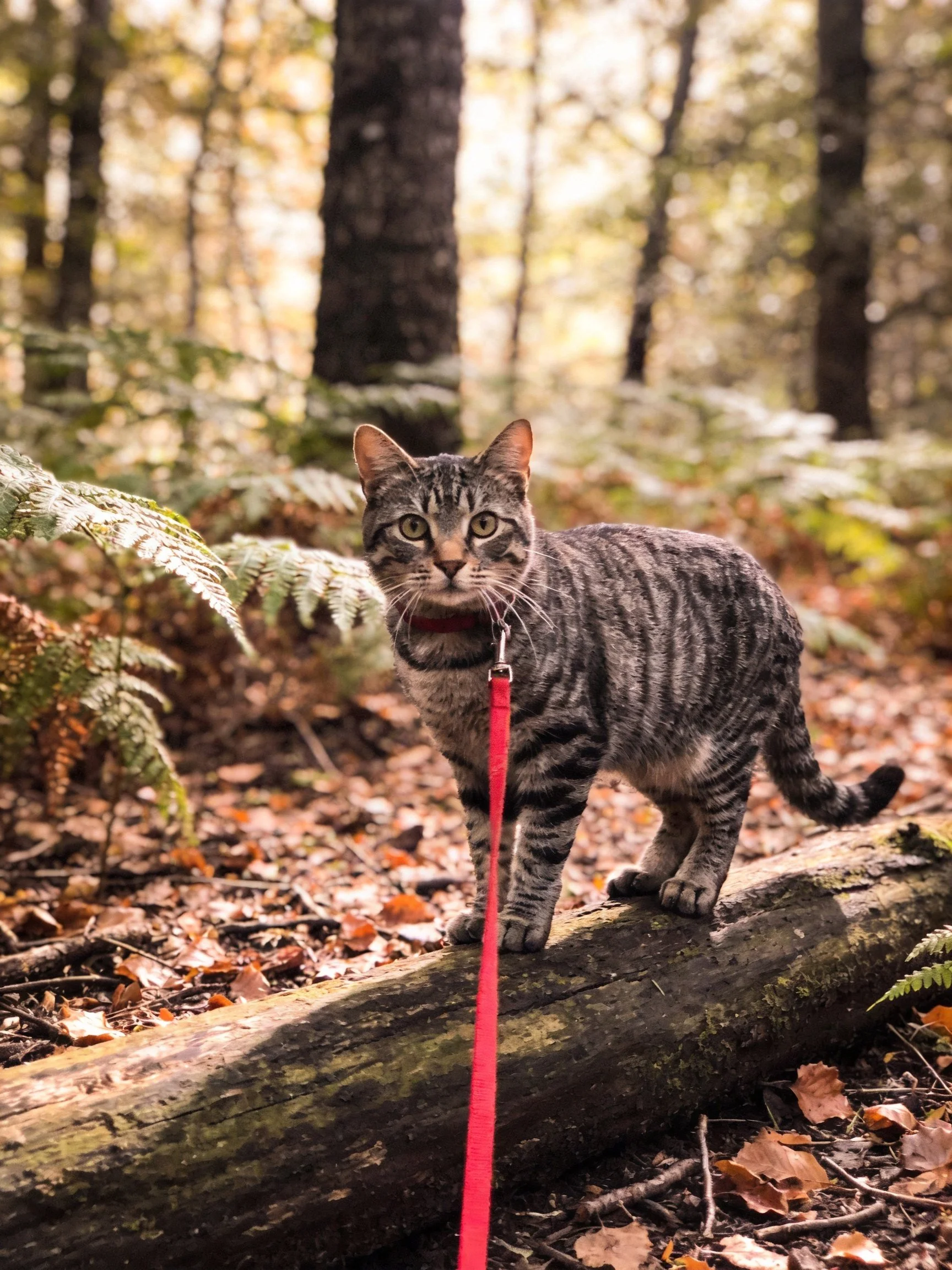 A gray tabby cat on a red leash in a sunlit forest