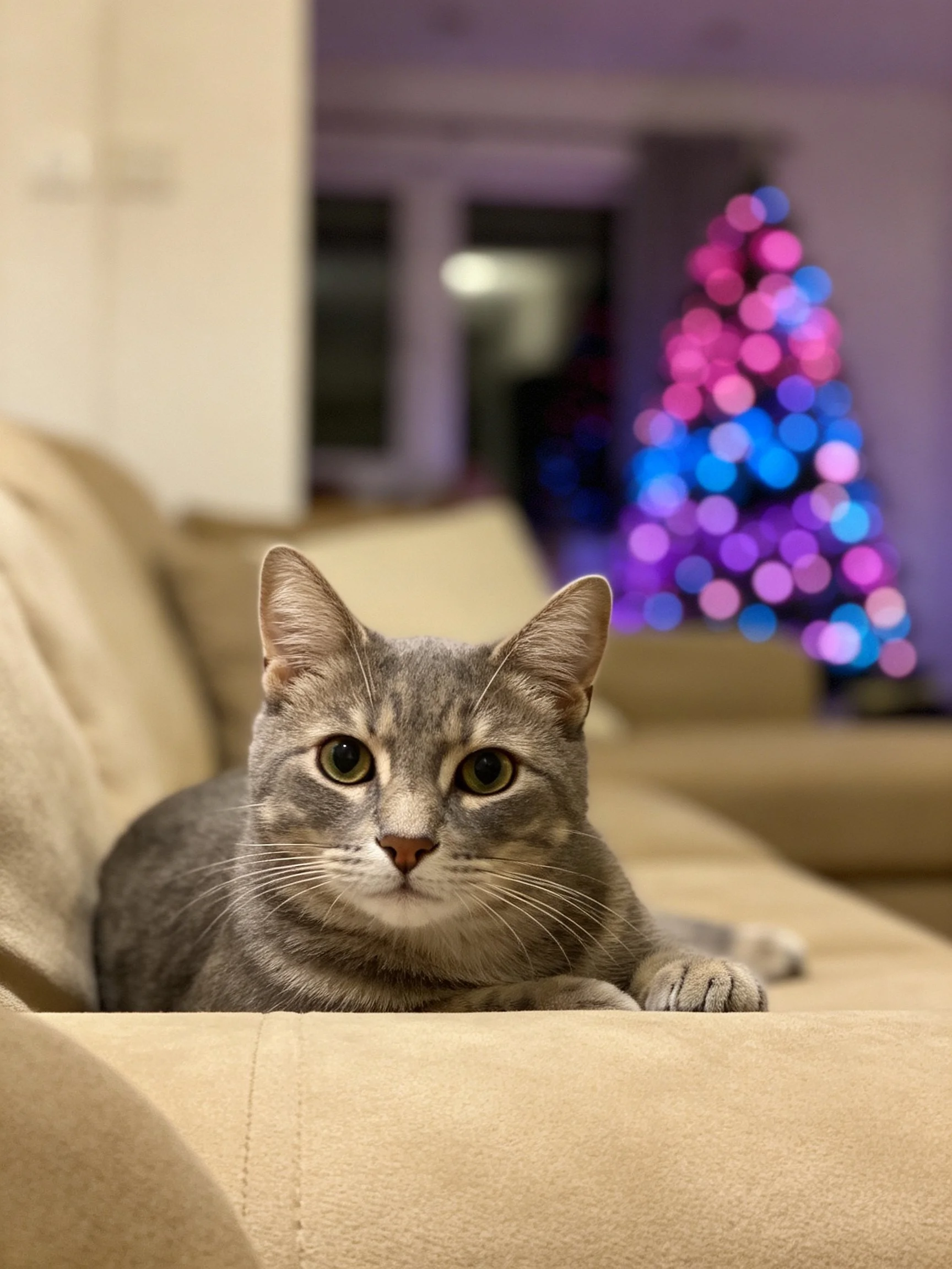 A gray tabby cat rests on a beige sofa beside a colorful bokeh Christmas tree